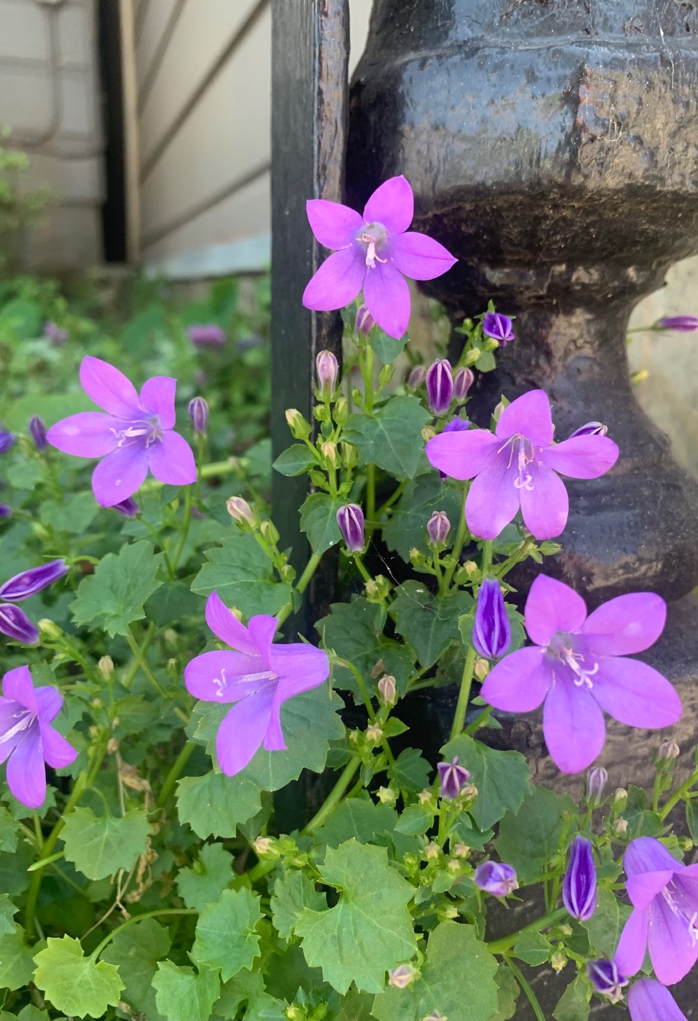 🌱#SerbianBellflower #Campanula a tough alpine perennial from Dinaric Alps.  Its ability to grow in cracks and survive drought makes a no care choice along walls, and often, in my youth at least, in cemeteries.

Related to violets, the leaves too are edible and a salad green.