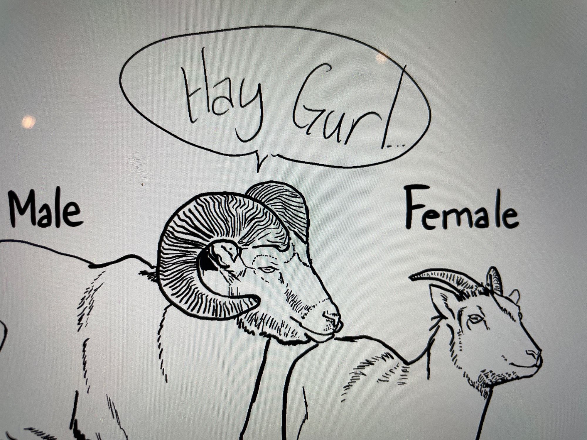 Cartoon of a bighorn sheep male saying “Hay Gurl” to a bighorn sheep female