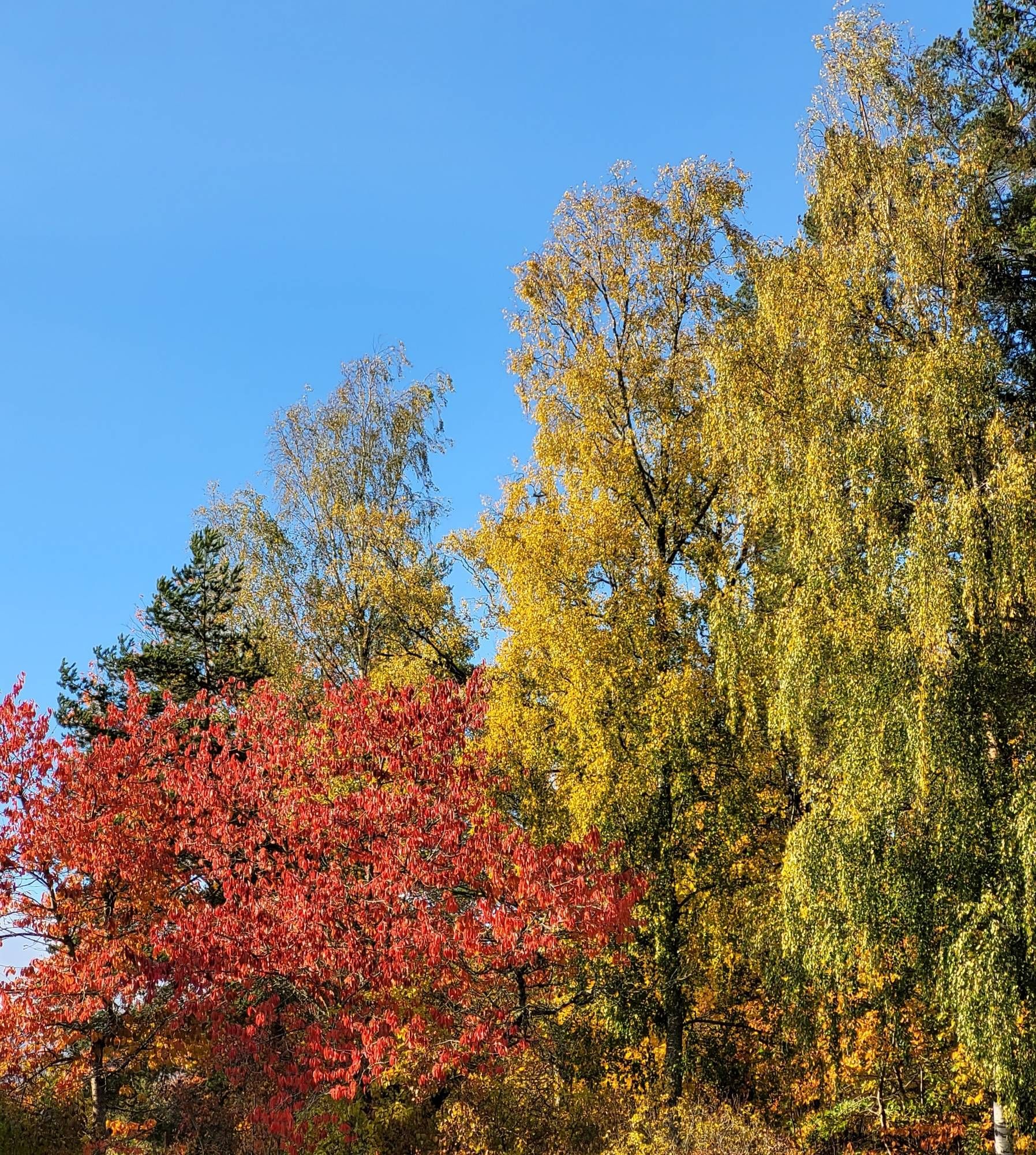 Klarblå himmel, björkar med gula löv, körsbärsträd i röd höstskrud.