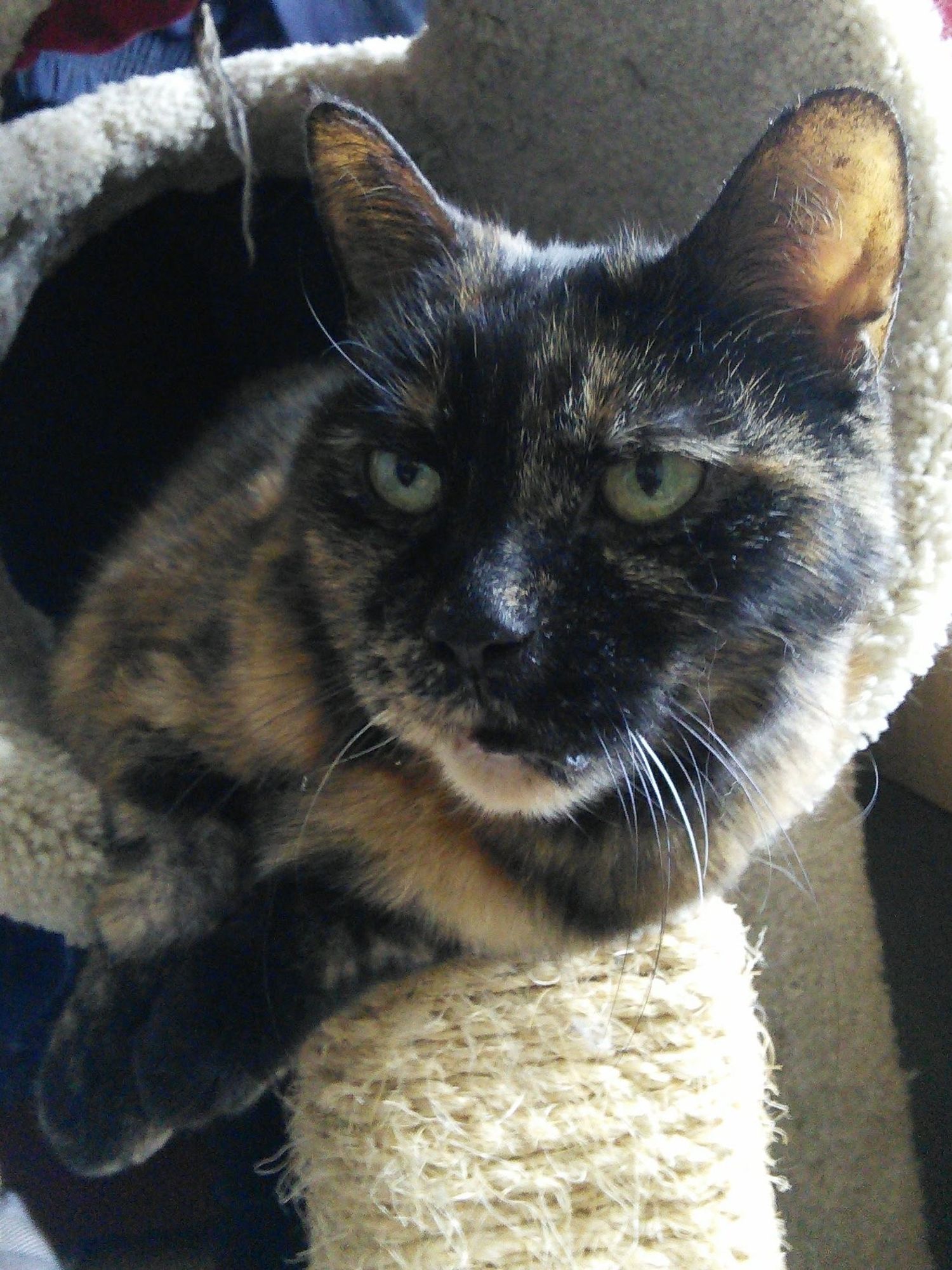 Stella, a tortoiseshell cat.