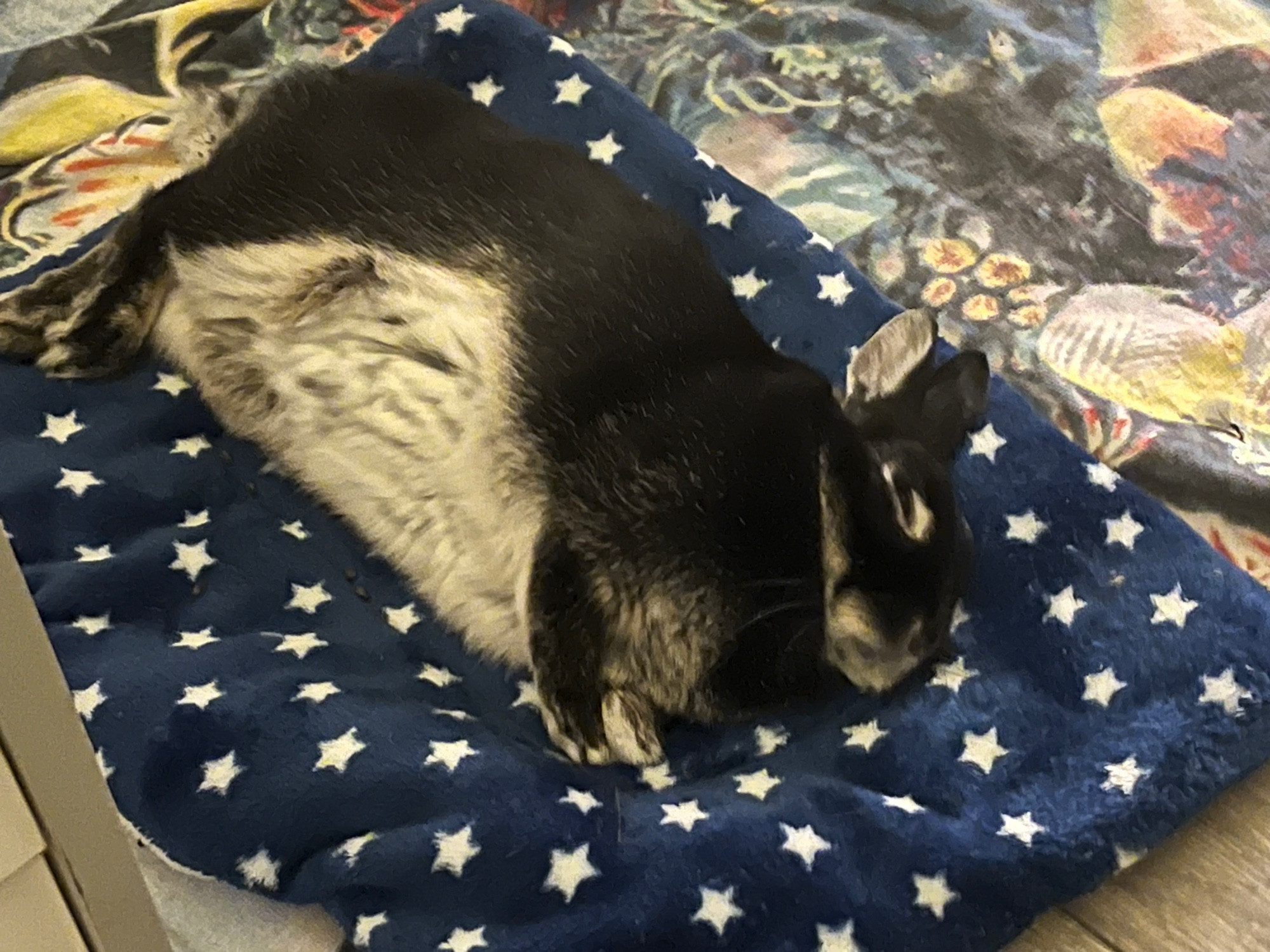 A black and white bunny is laying down on his side on a navy blue blanket with stars