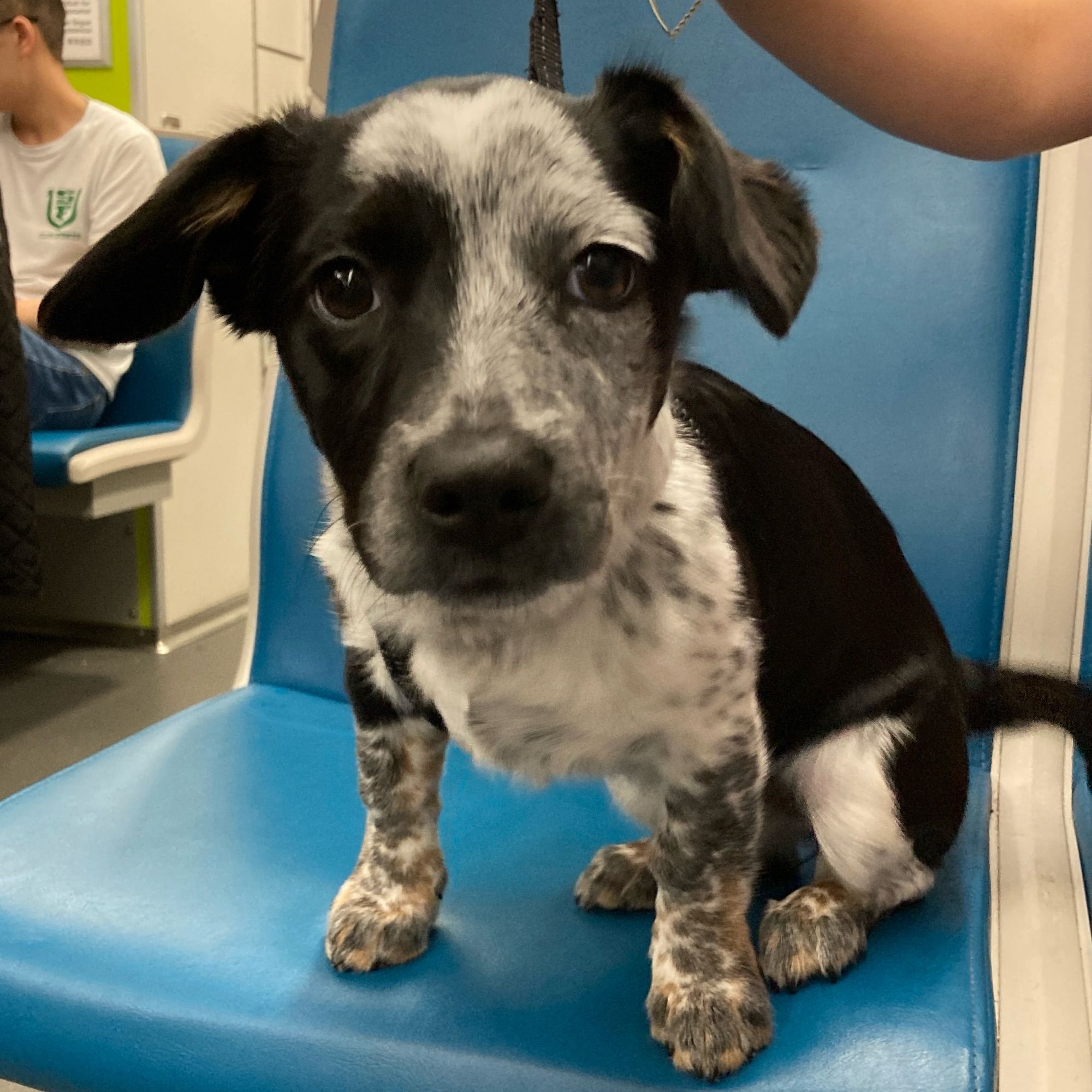 a puppy with black ears & black & white markings on one side of its face, floppy ears & a wagging tail sits on a blue vinyl BART seat