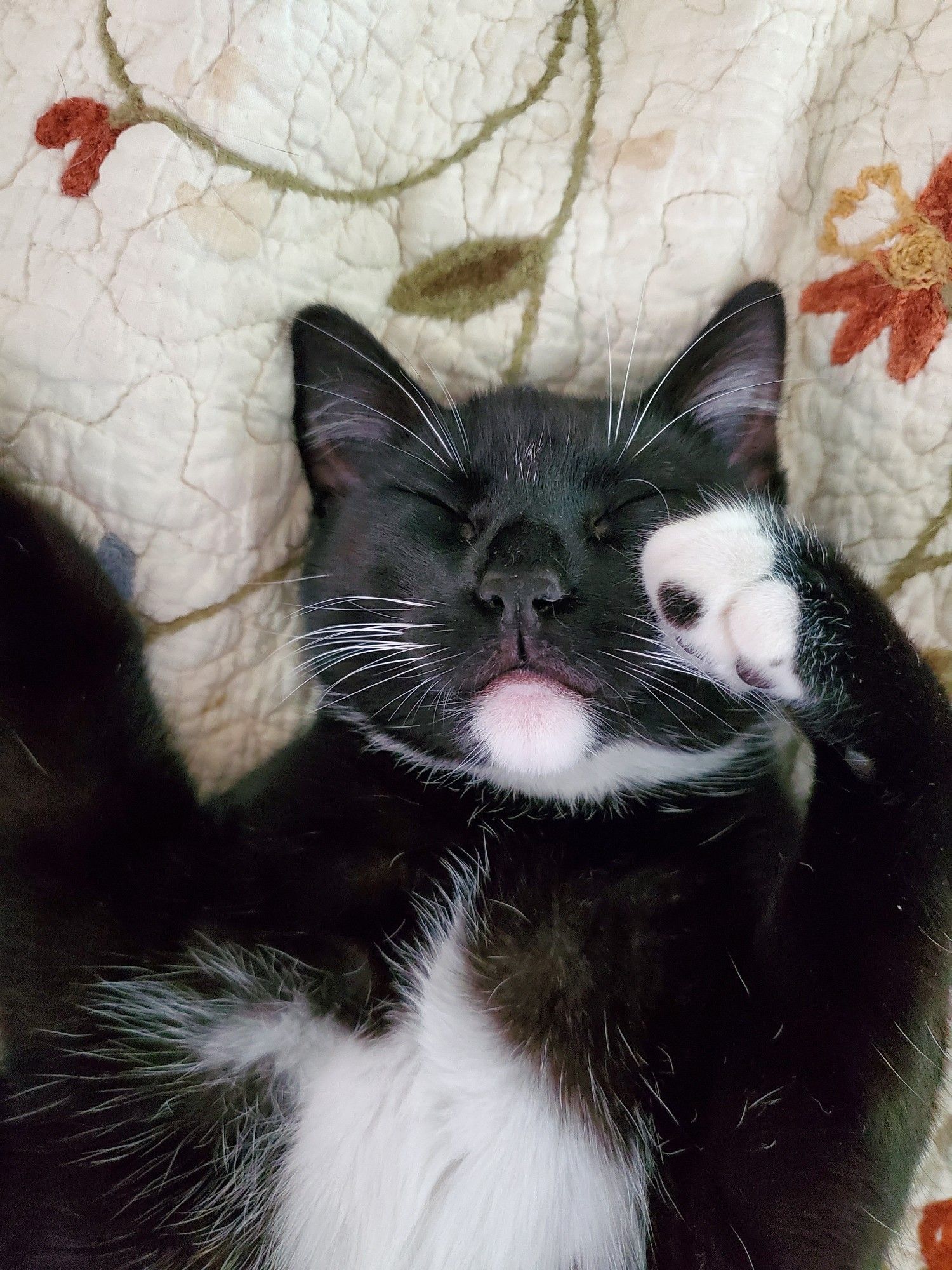 A tuxedo kitten sleeps on her back, paws in the air. You can see one of her white gloves has a black spot 