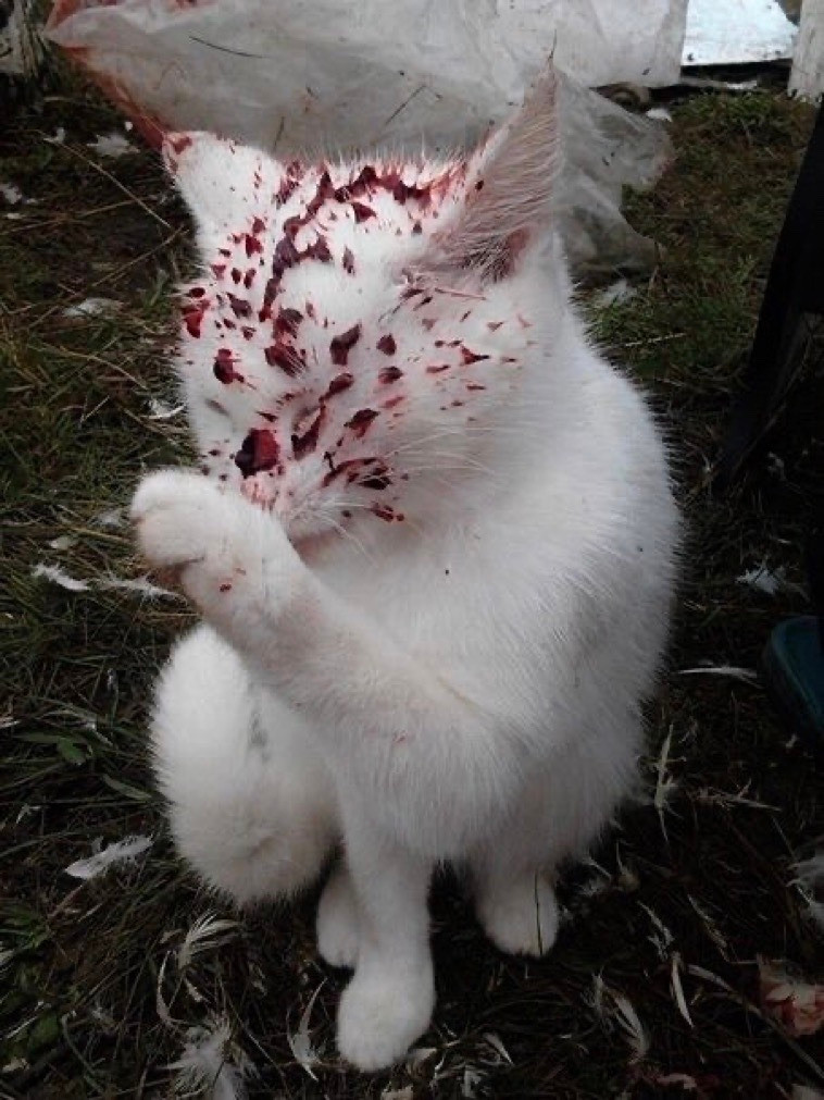 cute fluffy white cat cleaning splattered blood of it's face