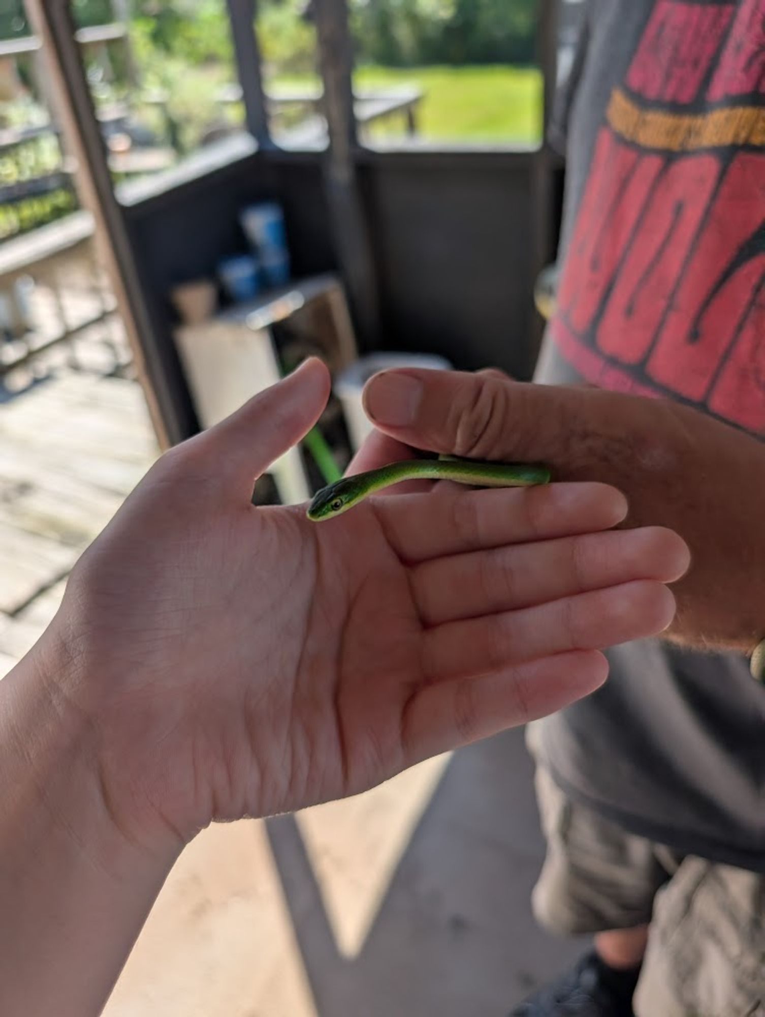 Same small green snake lightly held by man, and sidling over to the hand of a teenage girl.