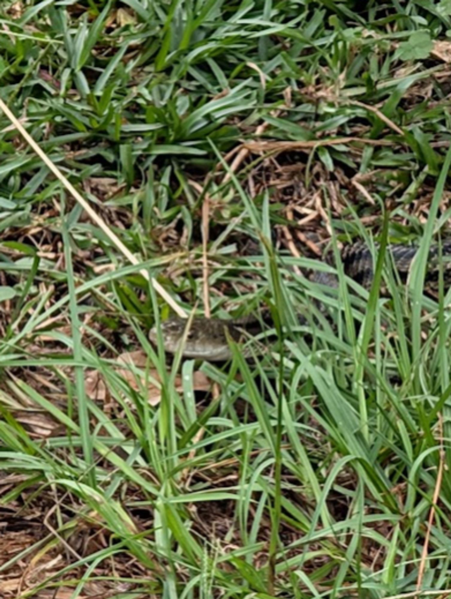 Approximately 4' long snake, meandering through the grass.  The snake has a yellowish-green head and body, with dark stripes running the length of the body.  This is a slightly out of focus, but closer look at the snake's head.