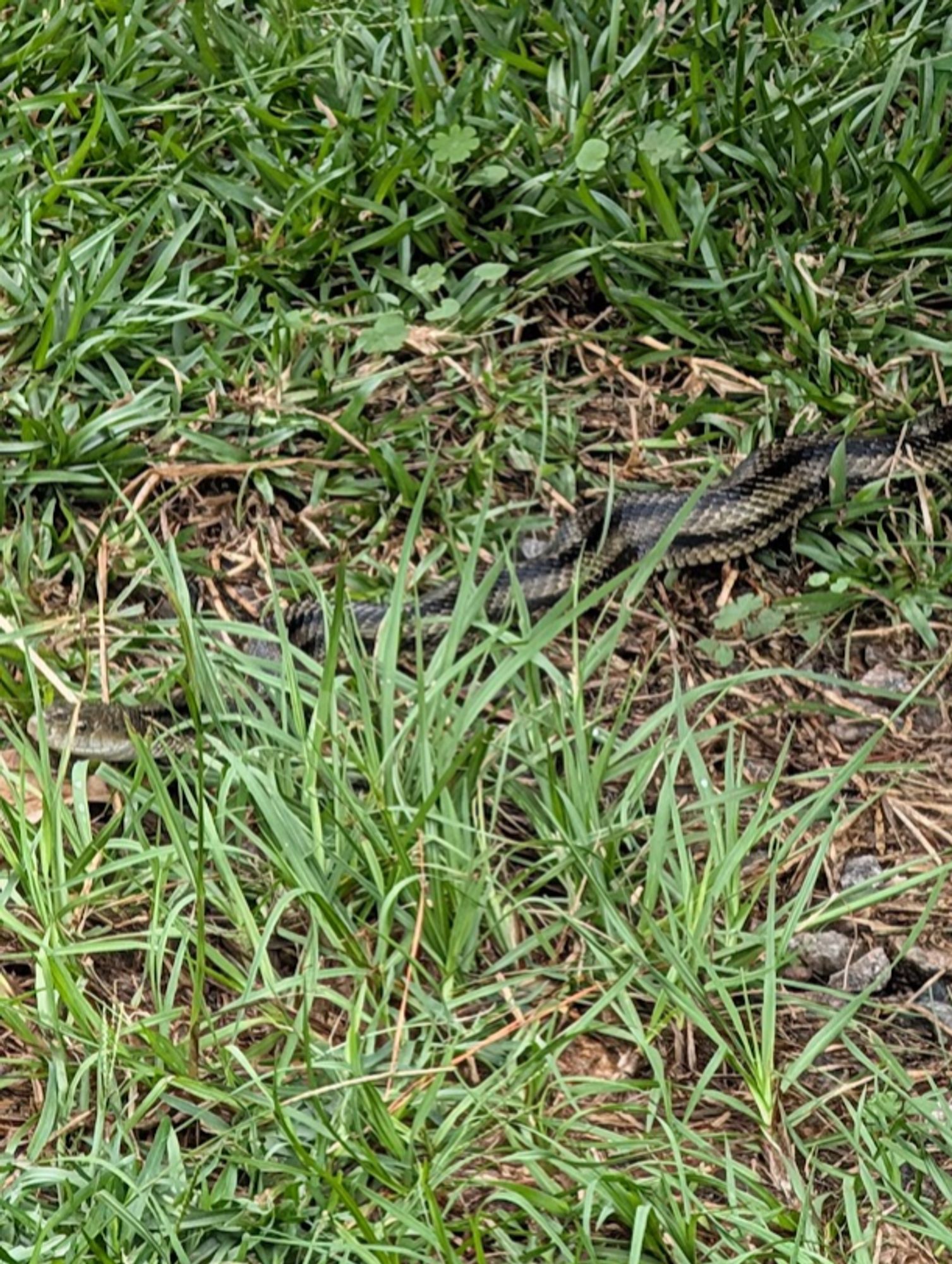 Approximately 4' long snake, meandering through the grass.  The snake has a yellowish-green head and body, with dark stripes running the length of the body.