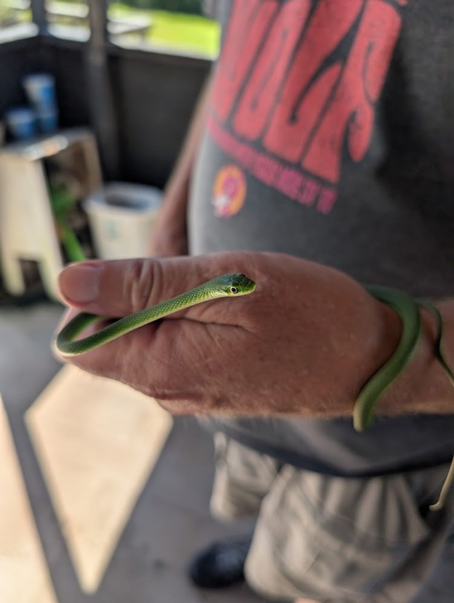 A small (12"?) and thin green snake lightly but firmly held in hand and wrapped around wrist of a man.