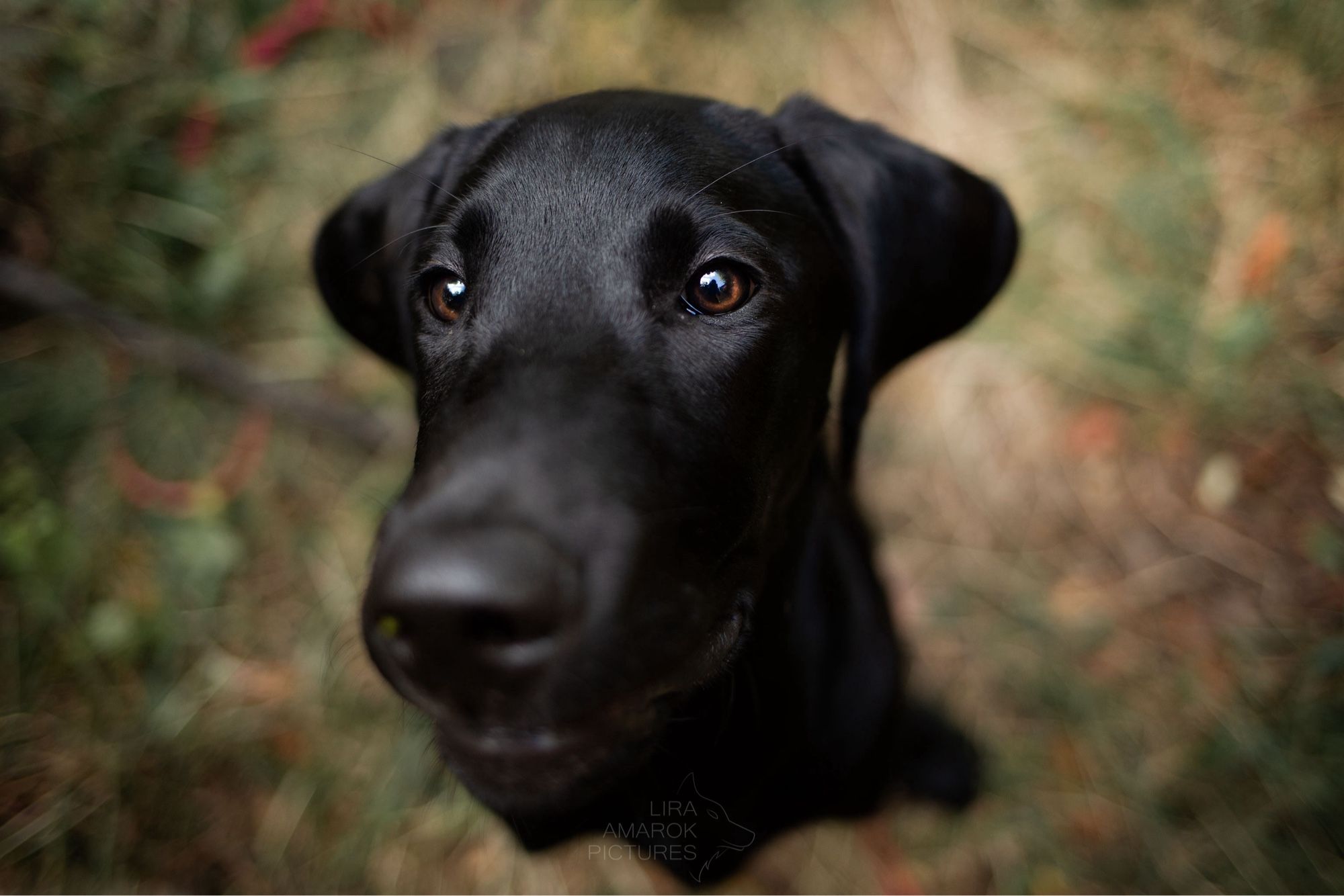 Ein schwarzer Hund mit Schlappohren guckt sitzend von unten in die Kamera. Die Augen sind scharf, die Schnauze, die nah bei der Kamera ist, unscharf. 
Im Hinzergrund sieht man, dass er auf einer Wiese sitzt