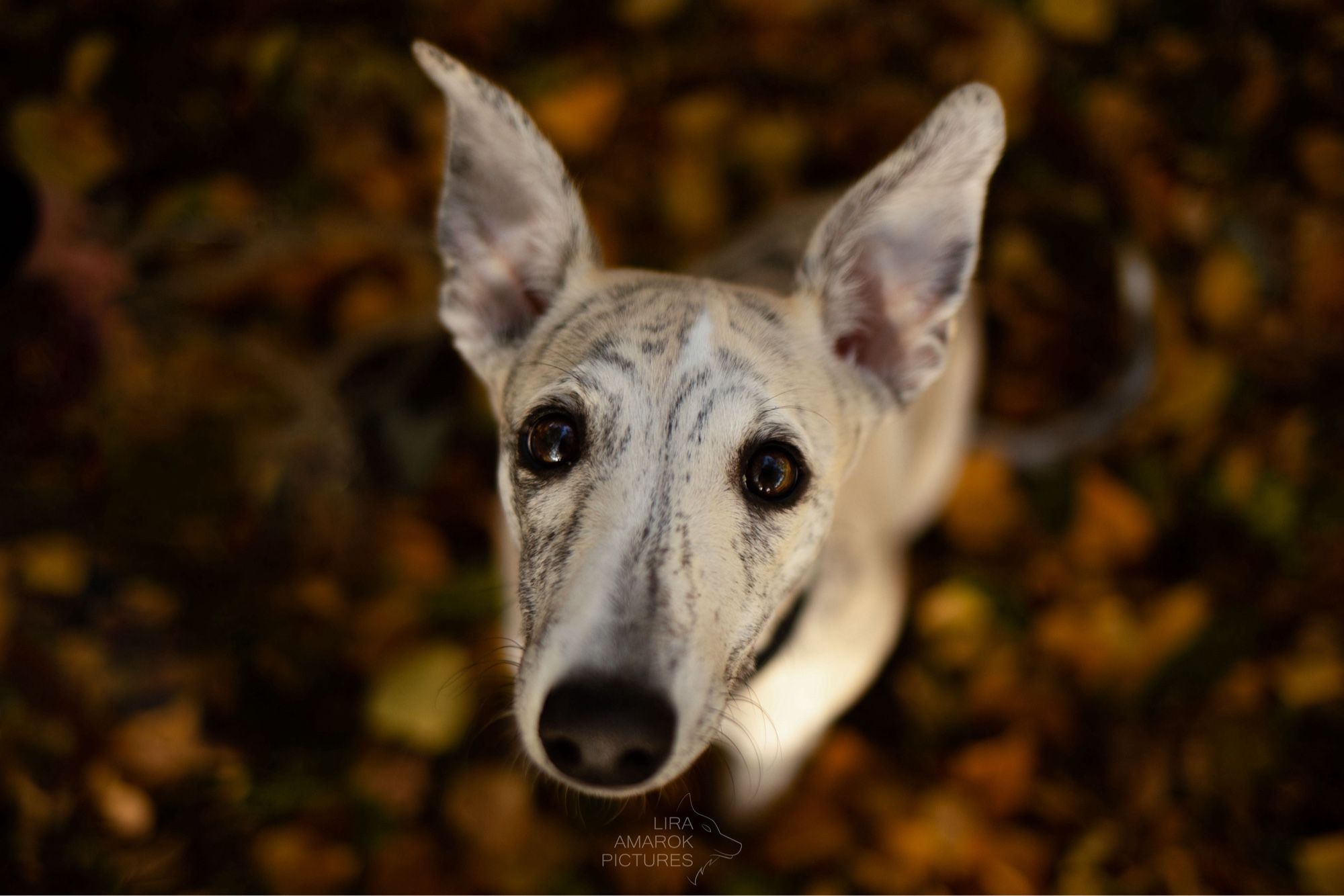 Ein weiß/grau gestromter Whippet sitzt im Laub und sieht mit großen Augen in die Kamera hoch.