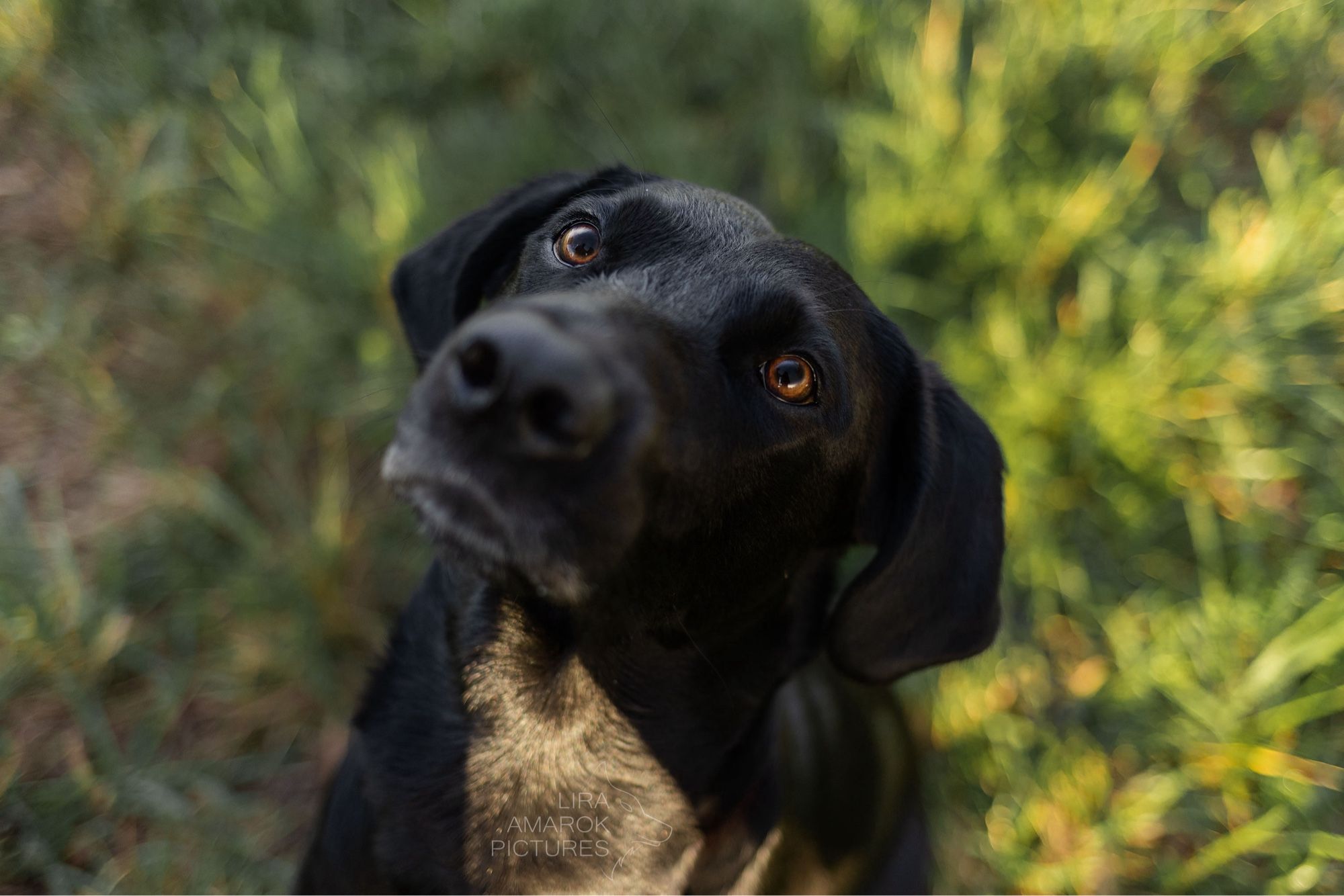 Ein schwarzer Labrador auf einer grünen Wiese sitzend und nach oben schauend.