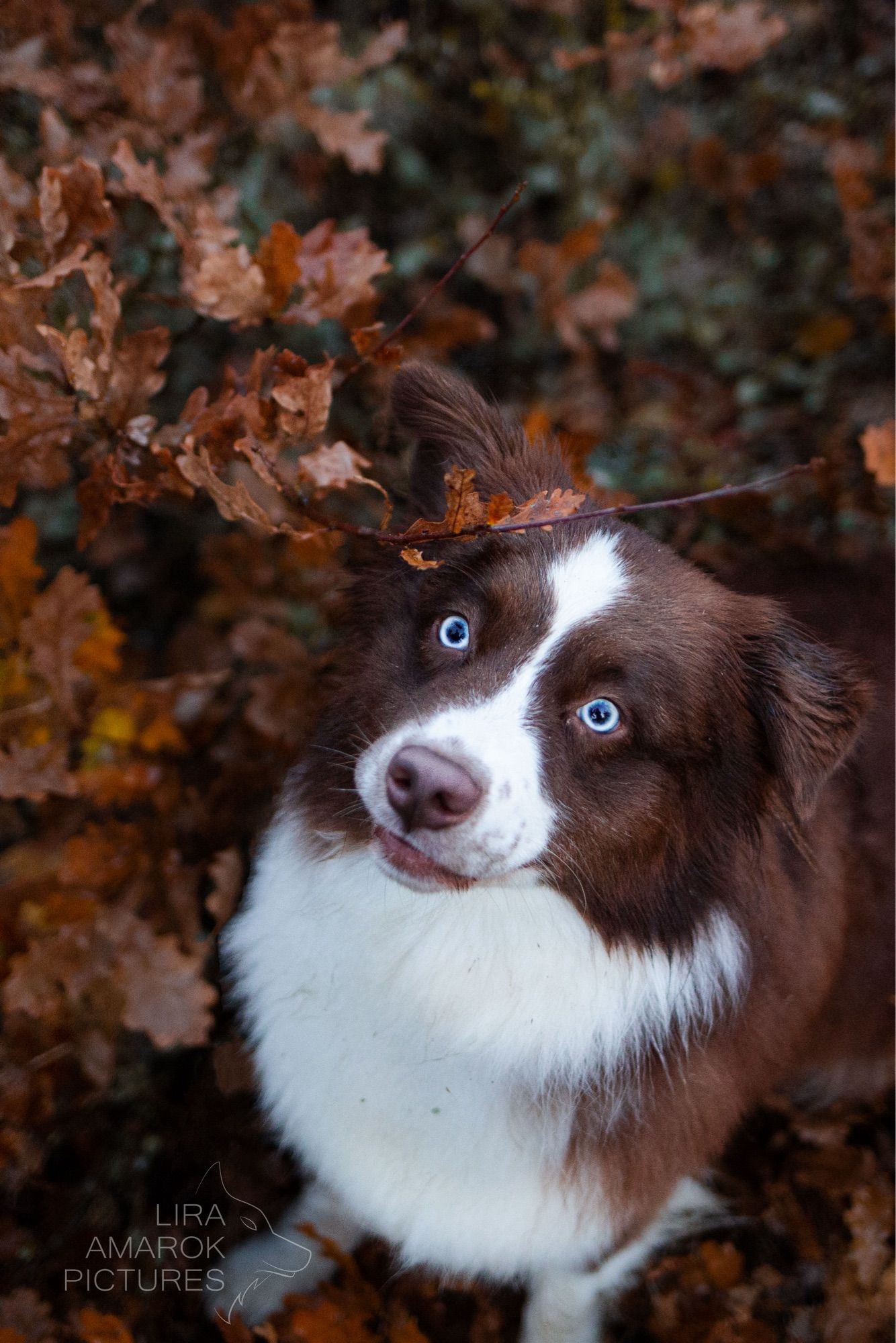 Ein braun/weißer Australian Shepard im Laub sitzend und nach oben  schauend.