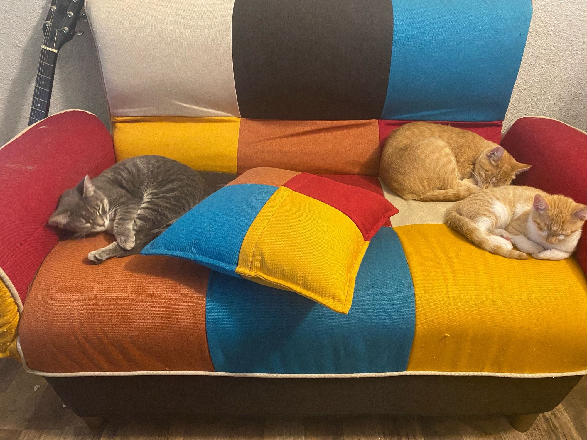 Leeloo the blue tabby sleeping on the same couch as Nellie the orange tabby and Tangie the orange and white tabby after only minimal hissing and growling (she hates them)