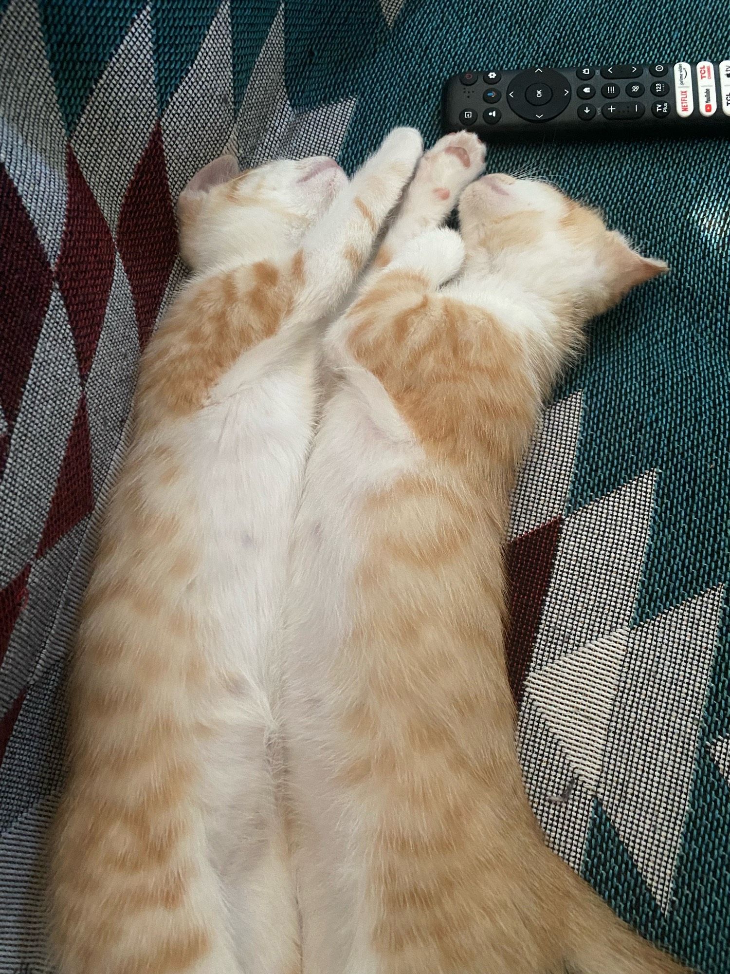 Rosie and Tangie the orange and white kittens sleeping belly to belly looking like mirror images of each other