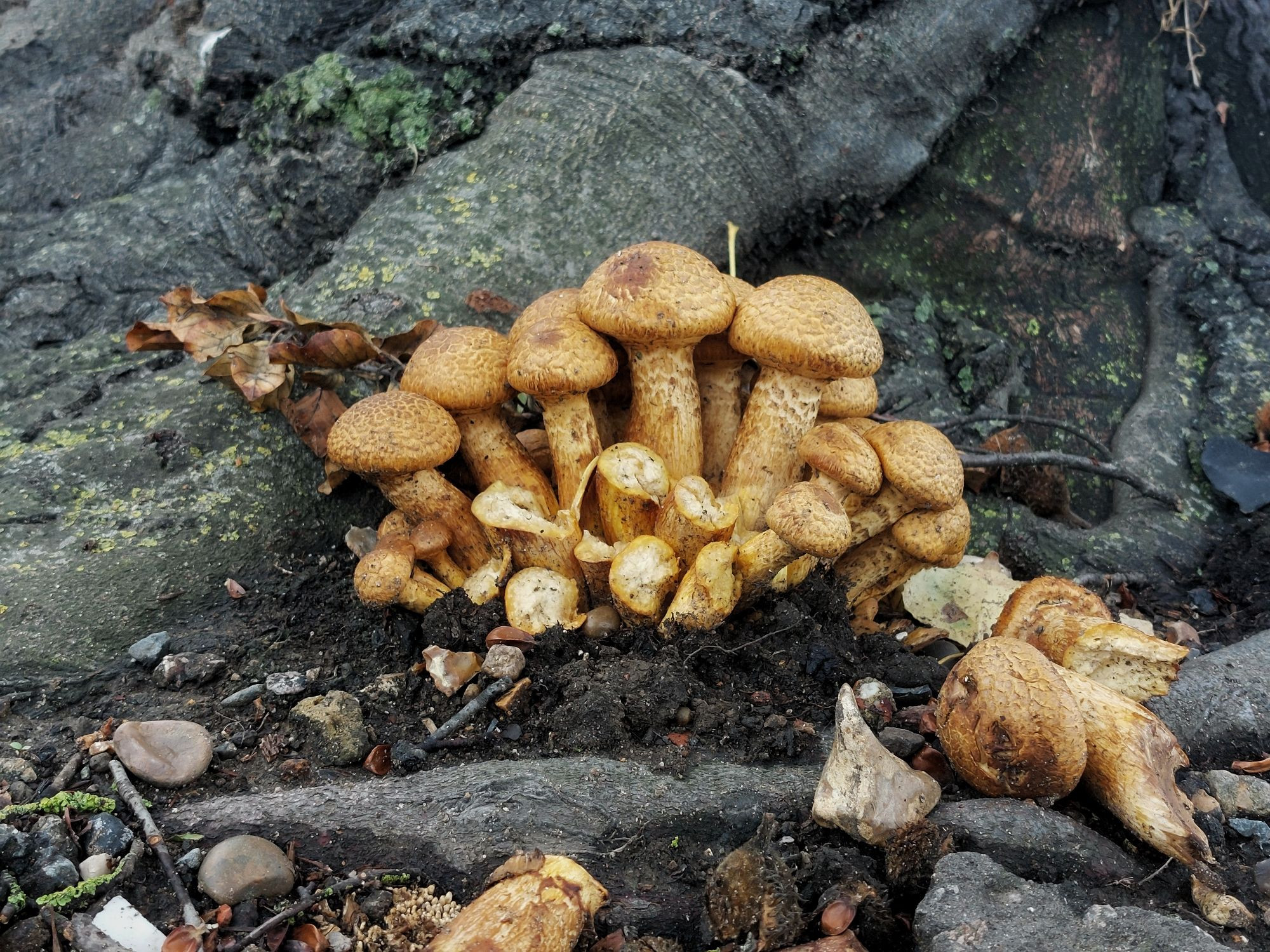 A patch of light Pholiota squarrosa, Shaggy Scalycap growing from the base of a tree.