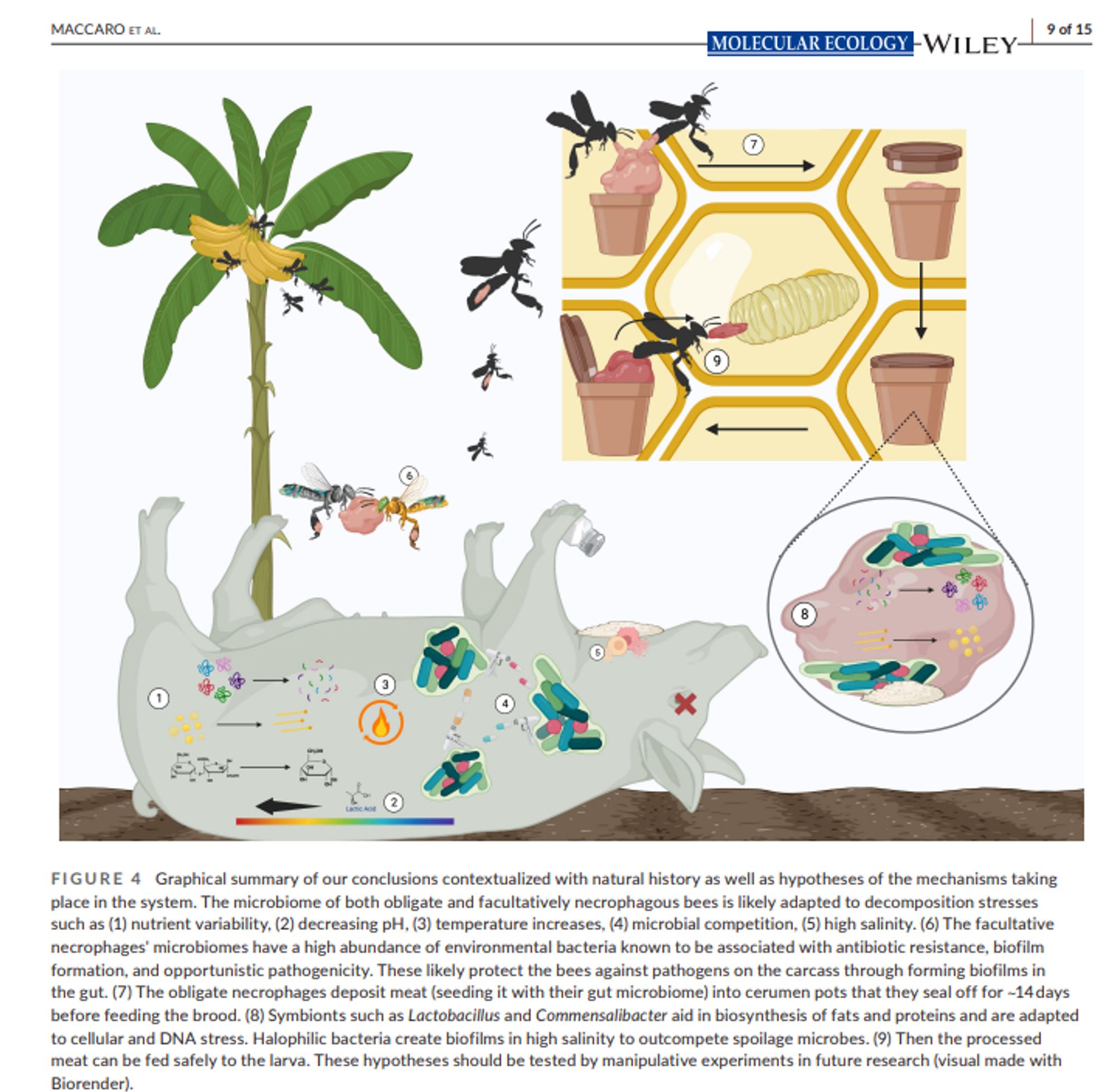 FIGURE 4 Graphical summary of our conclusions contextualized with natural history as well as hypotheses of the mechanisms taking
place in the system. The microbiome of both obligate and facultatively necrophagous bees is likely adapted to decomposition stresses
such as (1) nutrient variability, (2) decreasing pH, (3) temperature increases, (4) microbial competition, (5) high salinity. (6) The facultative
necrophages' microbiomes have a high abundance of environmental bacteria known to be associated with antibiotic resistance, biofilm
formation, and opportunistic pathogenicity. These likely protect the bees against pathogens on the carcass through forming biofilms in
the gut. (7) The obligate necrophages deposit meat (seeding it with their gut microbiome) into cerumen pots that they seal off for ~14 days
before feeding the brood. (8) Symbionts such as Lactobacillus and Commensalibacter aid in biosynthesis of fats and proteins and are adaptedto cellular and DNA stress.