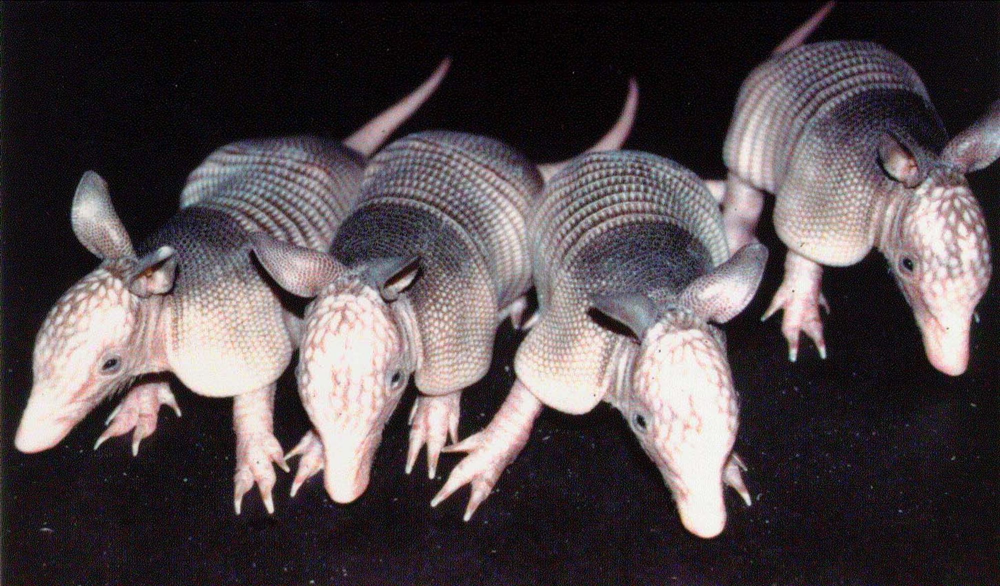 Four baby dillos on a black surface.  Source unknown.