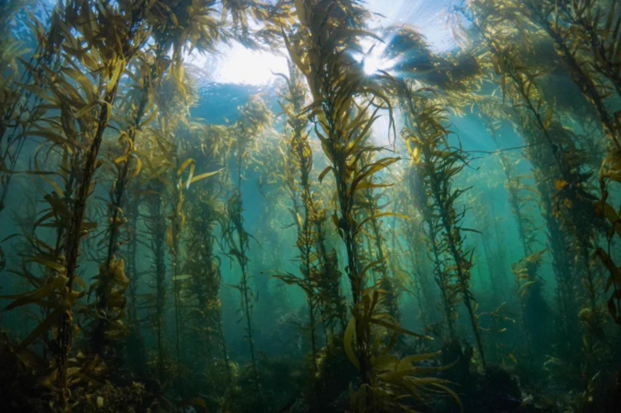 A photo of fronds of giant kelp blocking light in shallow marine waters.  Sun appears at the upper part of the photo, filtering through greenish leaves on long stalks.