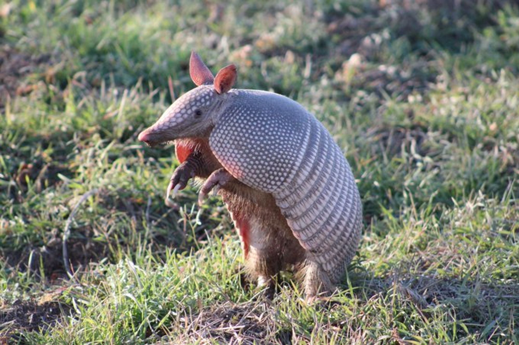 9 banded armadillo stands on hind legs in a grassy area.  His armored back and delicate bunny ears are in sharp contrast, and you can see some fur on his underside.