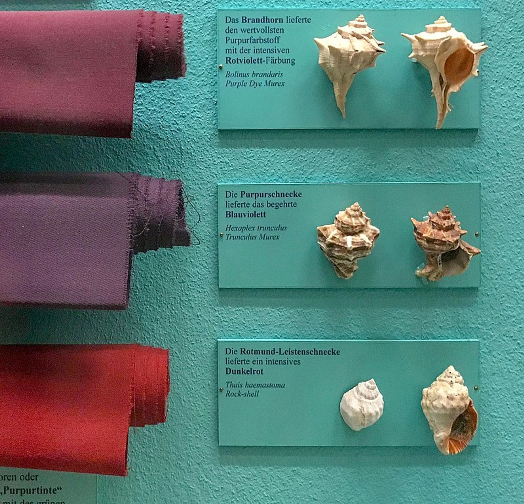 "Fabrics dyed in the current era from different species of sea snail. The colors in this photograph may not represent them precisely."

It's a museum display on Wikimedia, showing some snail shells and cloth dyed from their mucus.