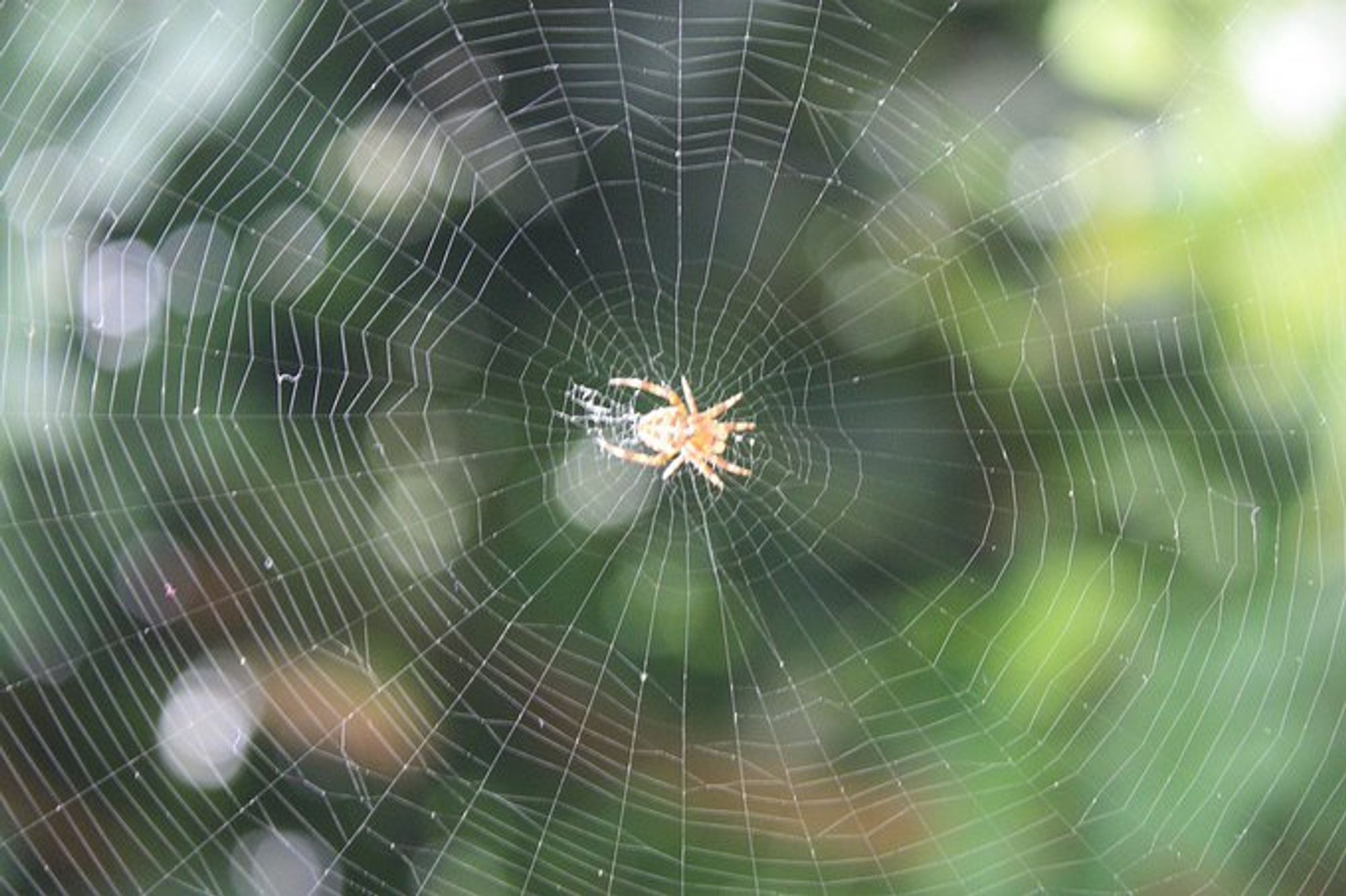 A spider in a web, with greenery as background.  I'm the wrong kind of biologist to tell you which species it is, so let's say it's a "tiny brown spider."

Stock photo.