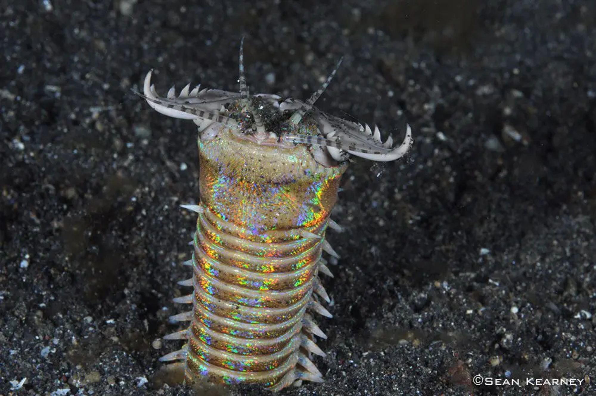 A worm protrudes from black sand or soil under the ocean.  It's slightly iridescent gold color, with jaws wider than the body, and small stunted arms that barely protrude.  Antennae poke out of the maw on top of the head.

CREDIT:  Sean Kearney