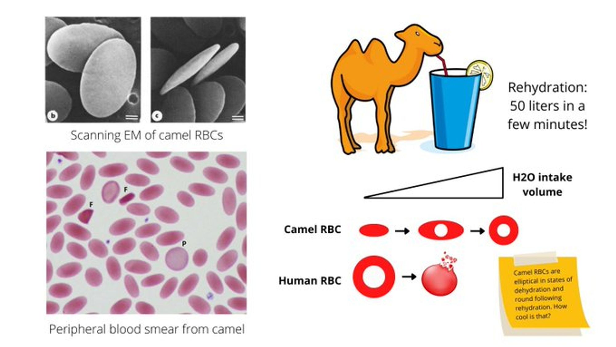 From https://www.thebloodproject.com/cases-archive/camel-blood/