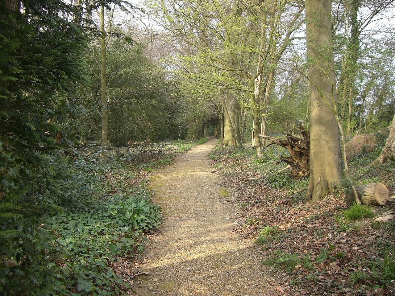 From Wikimedia Commons, source: user Tedgrant.
"This is a path in the grounds of Down House. Darwin regularly walked along this path for exercise of body and mind. He called it his "Thinking Path". I visited Down House on my 60th birthday and took this picture with my digital camera."