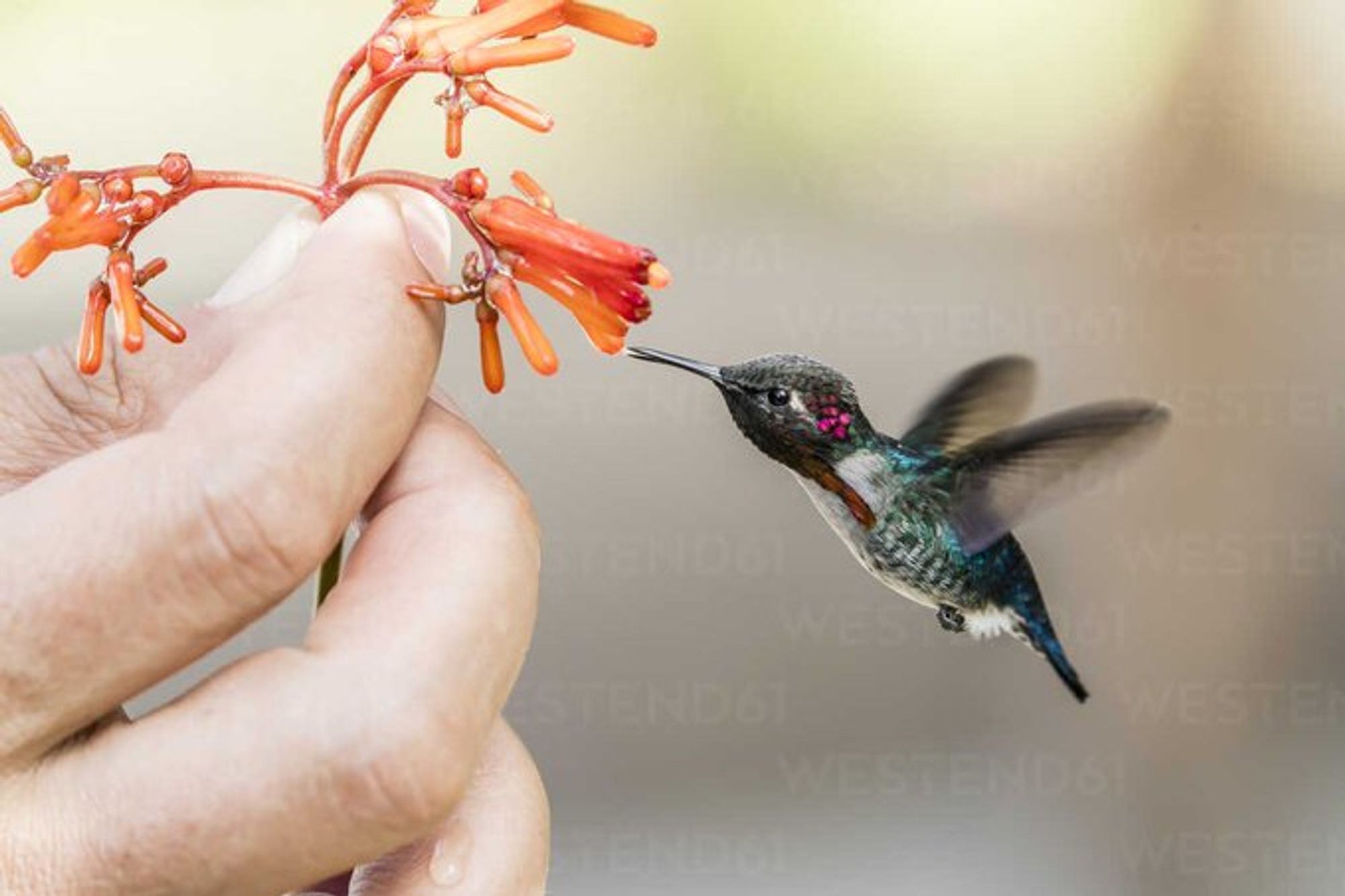 A bee hummingbird hovers in mid-air, wings a blur, as it approaches an orange composite flower held in a human hand.  The background is blurred and indistinct.  The bird is perfectly captured in mid-air, its body leaning into a flower meal.
"A wild adult male bee hummingbird feeding from a handheld flower. © Michael Nolan/Getty"
https://www.discoverwildlife.com/animal-facts/birds/facts-about-hummingbirds