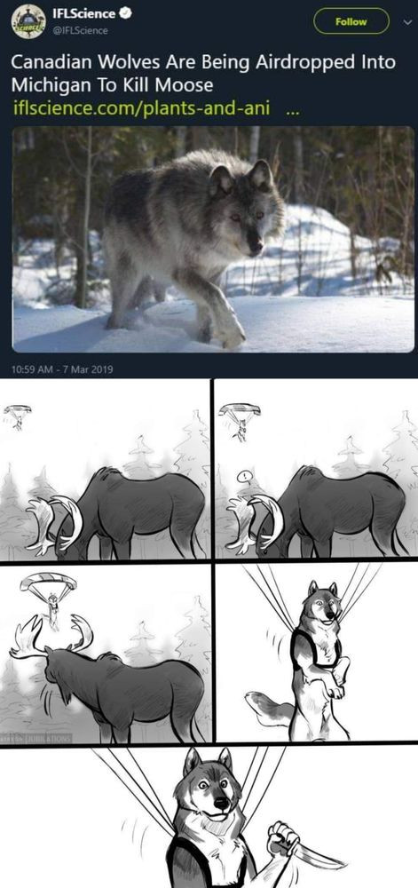 Canadian Wolves are being airdropped into Michigan to kill moose.  Then a five panel comic showing a parachuting wolf, who, spotting a moose, pulls out a combat knife.
https://jubilations.carrd.co/#about