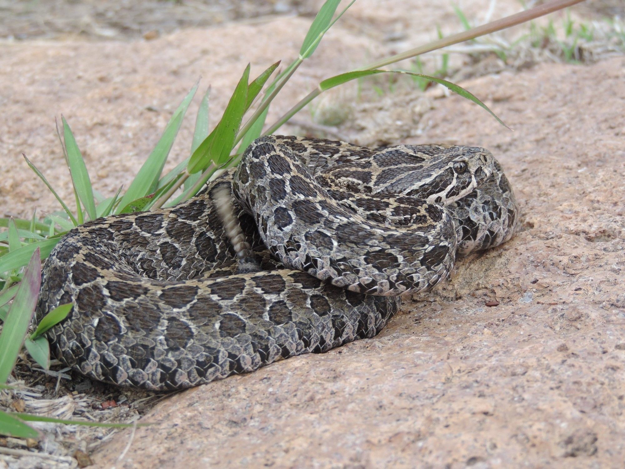 A snake with a variegated pattern along the back and rattles!