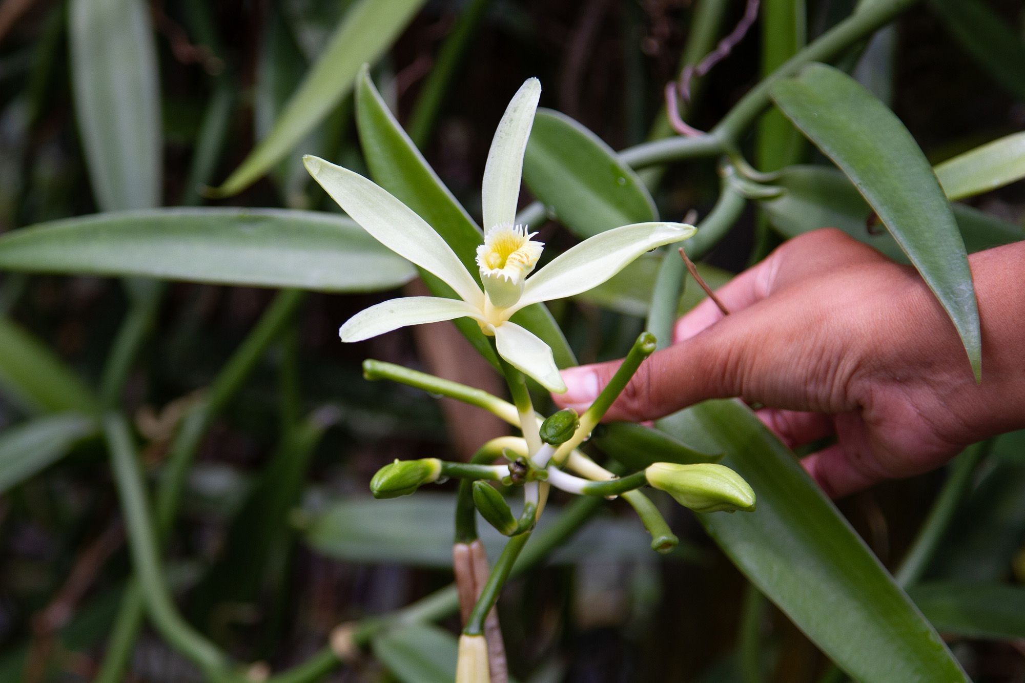 A vanilla orchid on a plantation.  A white spindly flower with a central column is held gently by a human hand.  Long green leaves are visible growing from vines in the background.

Photo: Raquel Lonas / Getty Images