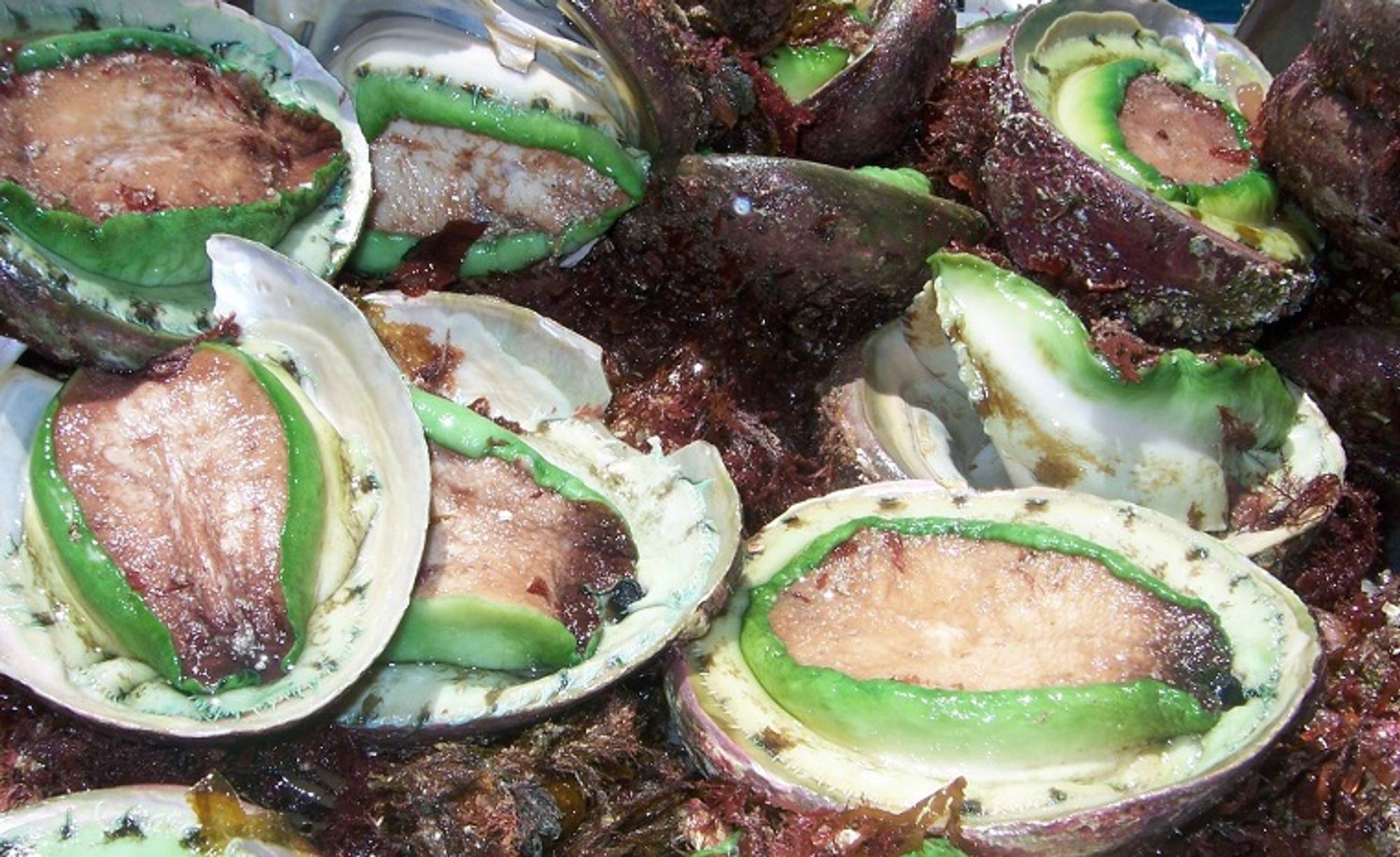 A univalve mollusc with a flat, smooth, pale, oval shell, containing a large muscular foot with a bright green frill or lip.

It’s found along Australia’s southern coast, off Victoria, South Australia, northern Tasmania and Western Australia.

The most common aquaculture Abalone species, it’s farmed mainly in South Australia, (although Victoria and Tasmania have some farms) and is often harvested at 3 years of age and sold as ‘cocktail’ Abalone.