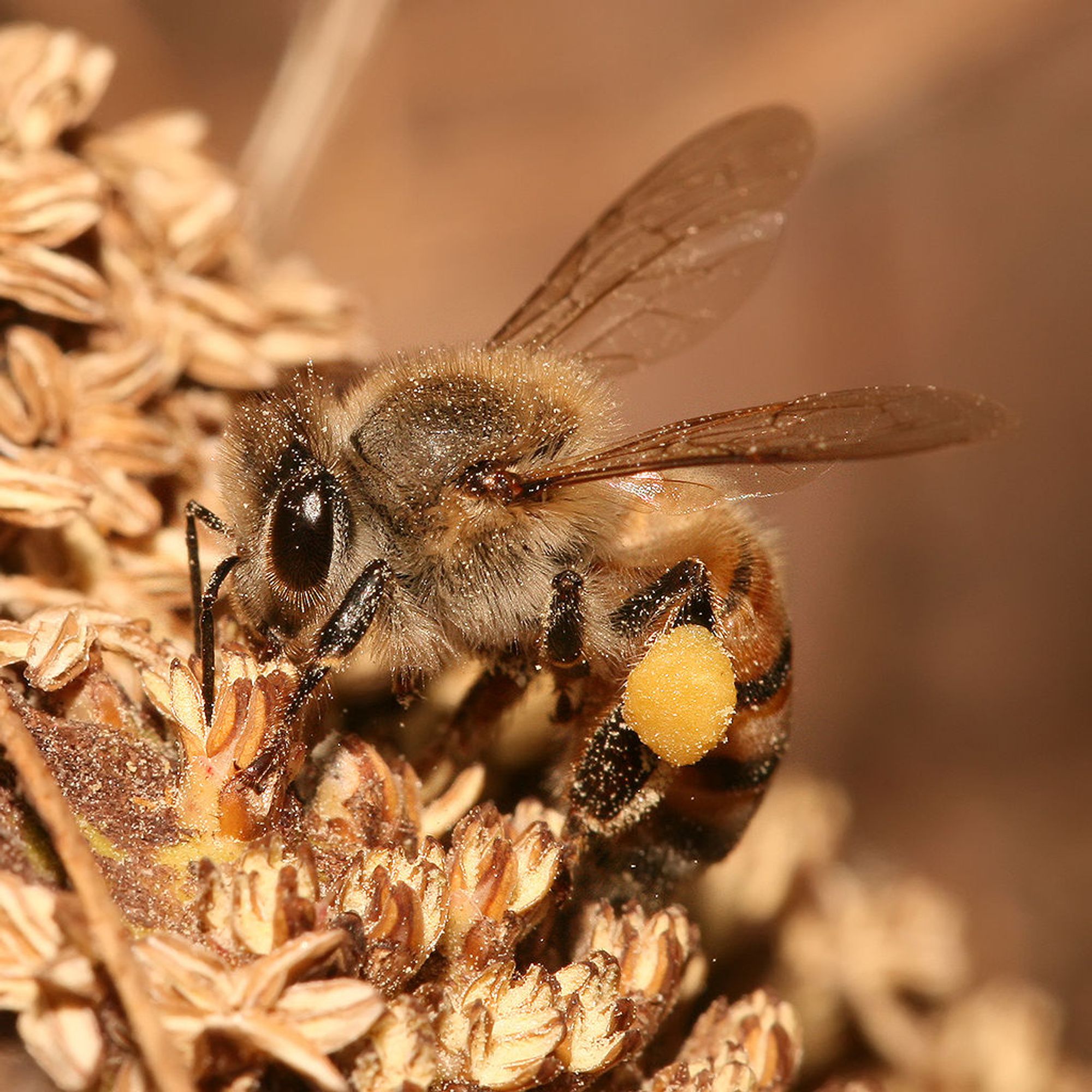 The European honey bee may have originated from eastern Africa. This bee is pictured in Tanzania.
Photo:  Muhammad Mahdi Karim 
12mm long Apis mellifera, Apis mellifera. Pictured in Dar es Salaam, Tanzania.

https://en.wikipedia.org/wiki/Honey_bee#/media/File:Apis_mellifera_Tanzania.jpg