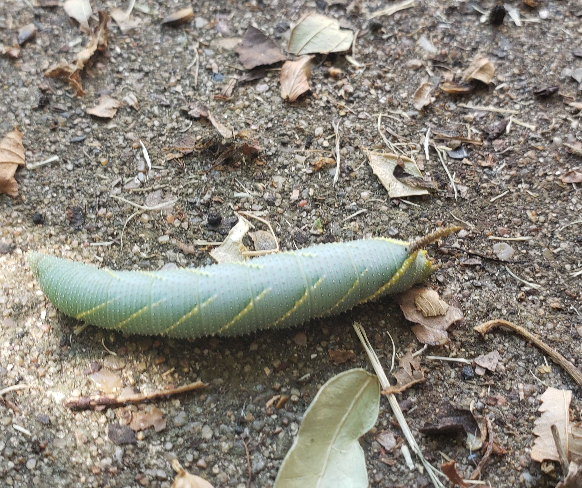 A very large caterpillar that is green with oddly digitized looking yellow stripes that angle down its sides.  A brown 'horn' of sort protrudes from its butt.  The area around is concrete with yard debris