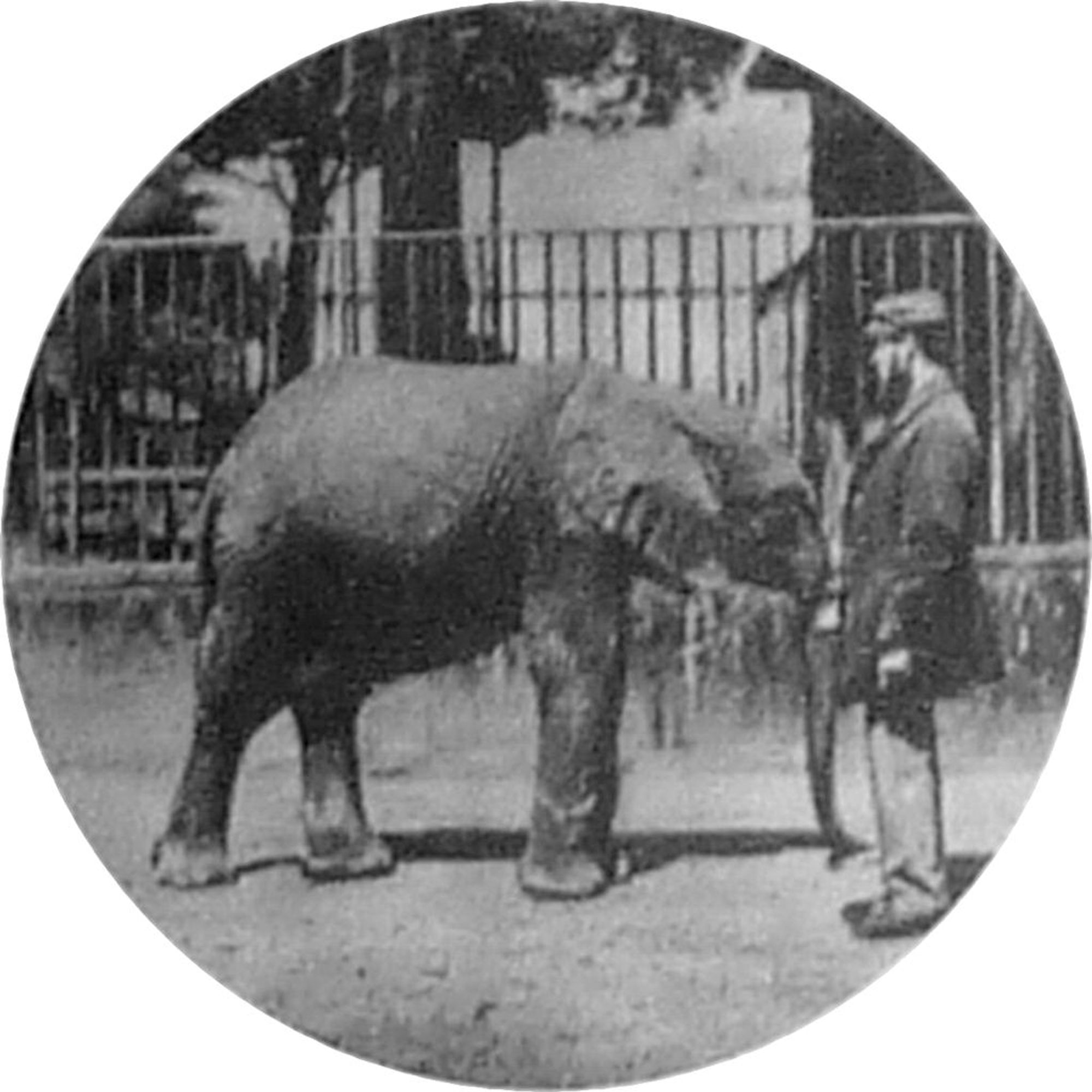 Jumbo and his keeper Matthew "Scotty" Scott
https://simple.wikipedia.org/wiki/Jumbo#/media/File:Jumbo_als_Kalb.jpg