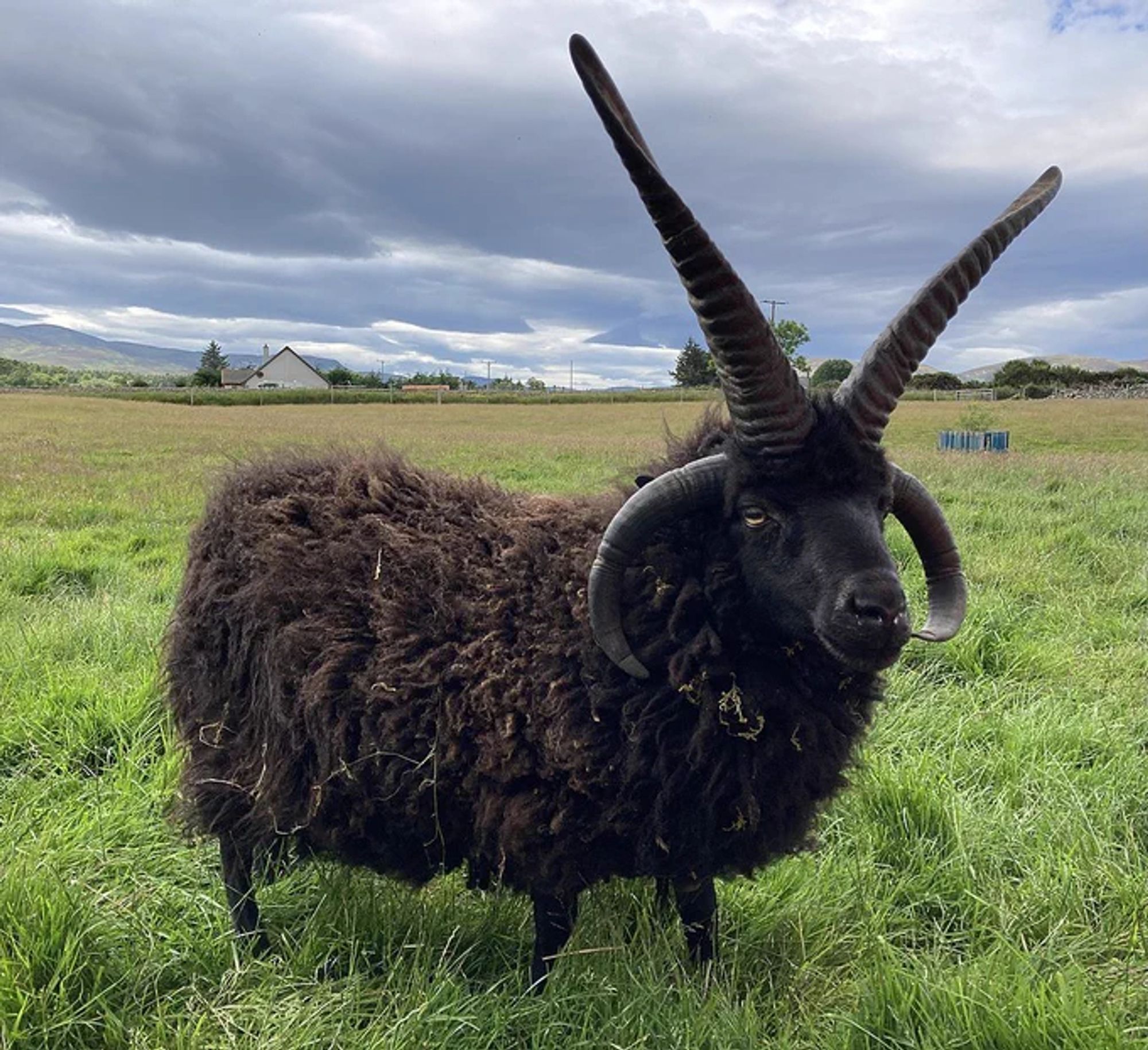 A polycerate ram:  two curved horns on the side of its head are matched by two antennae-looking horns growing straight up to great height.

It's a black ram on a green countryside background.