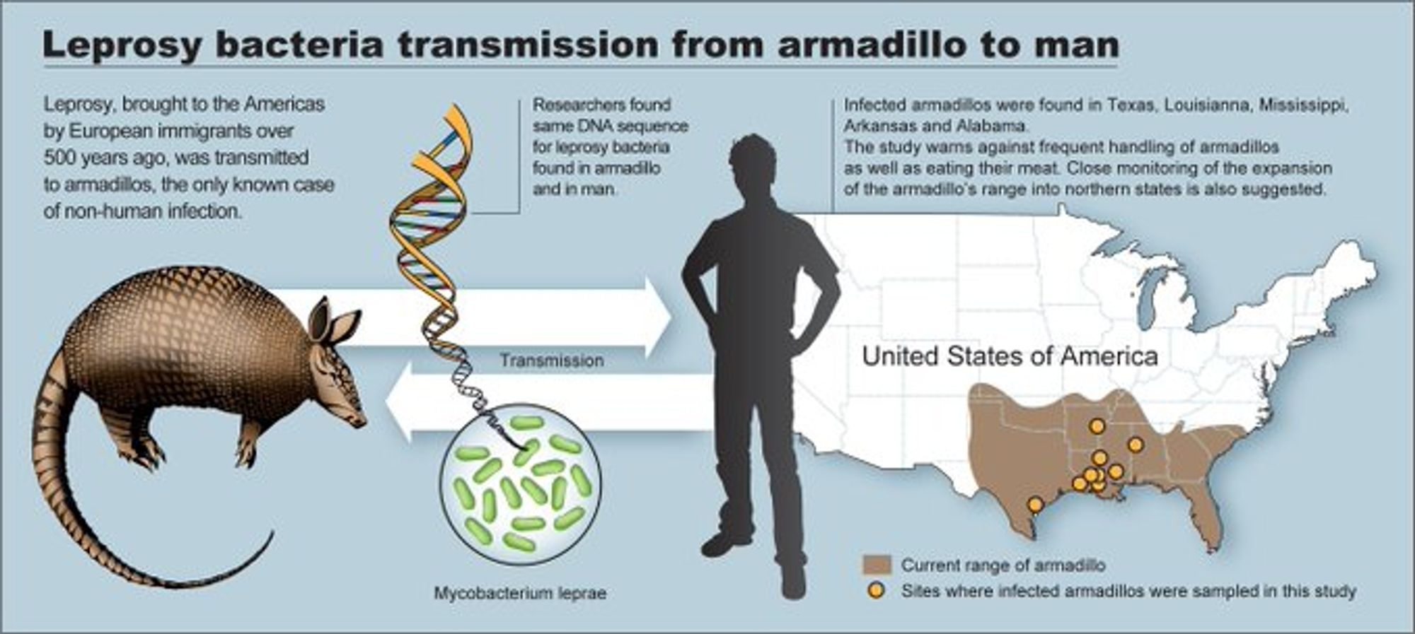 Leprosy bacteria transmission from armadillo to human