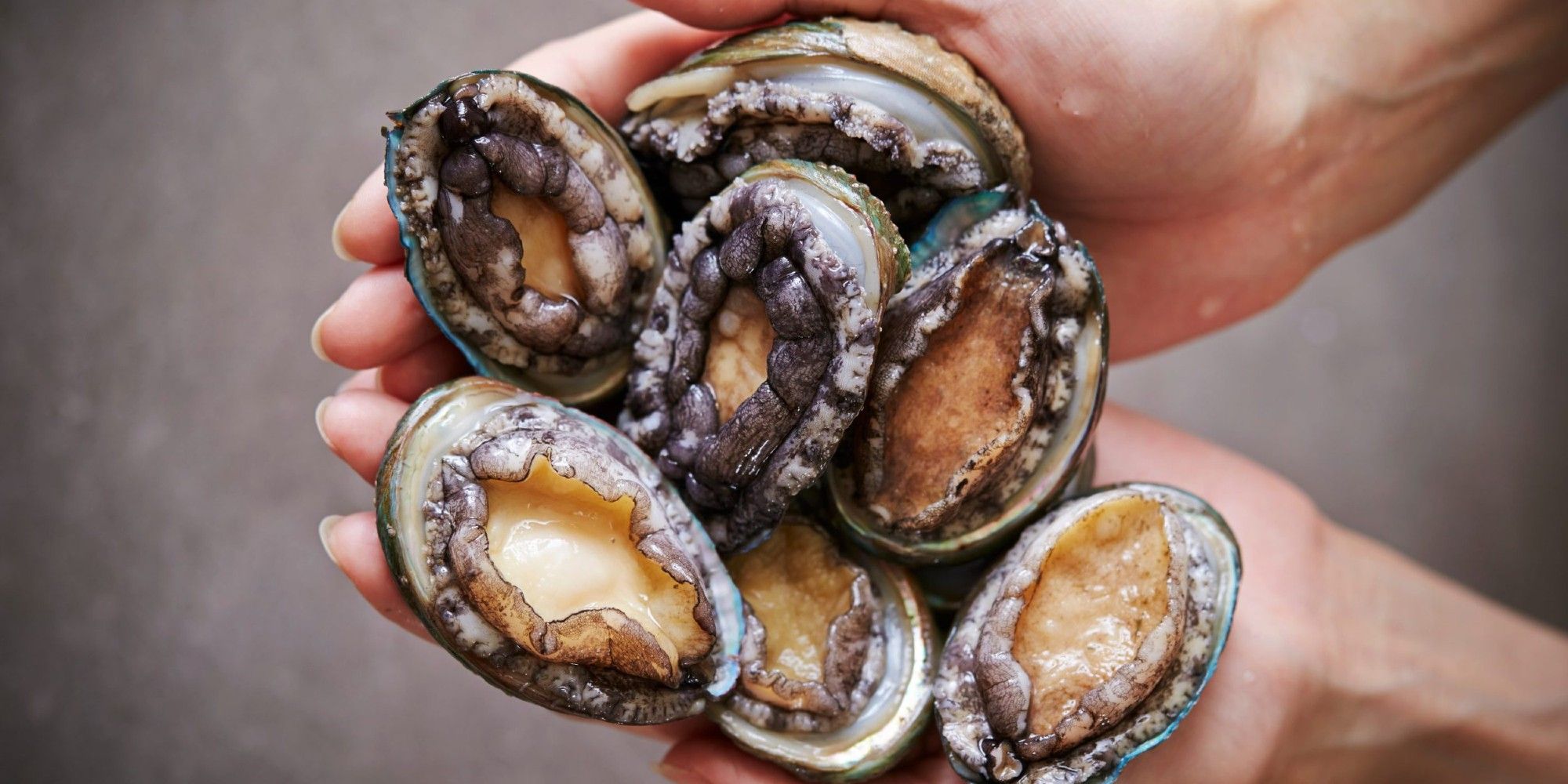 A handful of abalones shown to the camera, from a stock photo.  I can't identify the species.