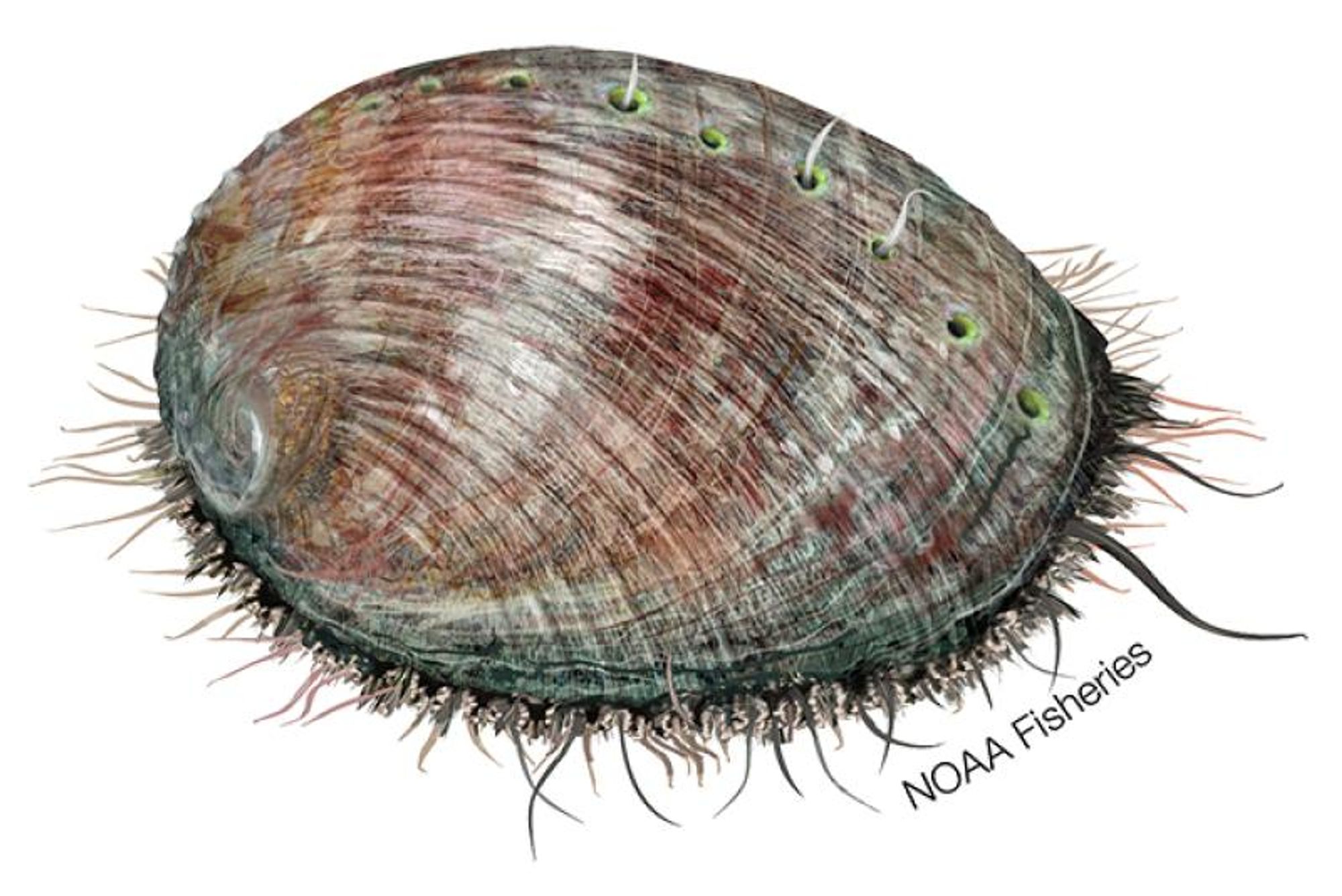 NOAA fisheries image of a green abalone