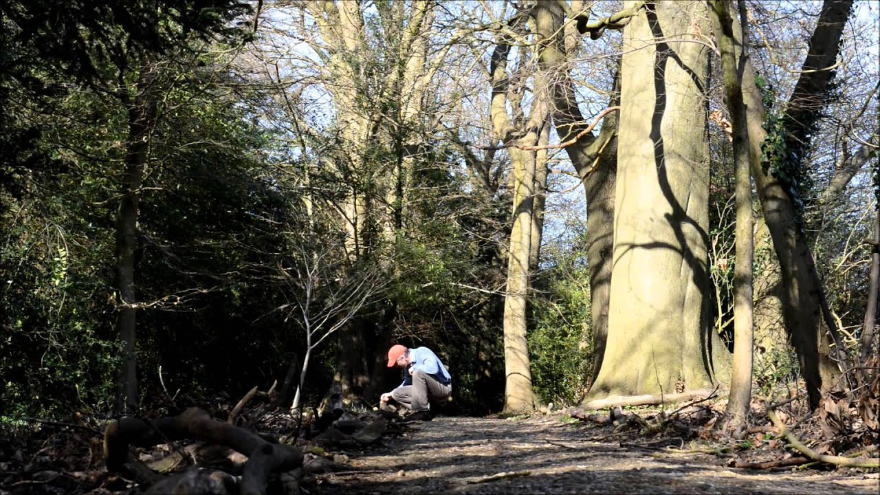 A man stops along a walk to inspect some bit of nature.  Tall trees stand in the background.  Source is a still from a YouTube video about Sandwalk.