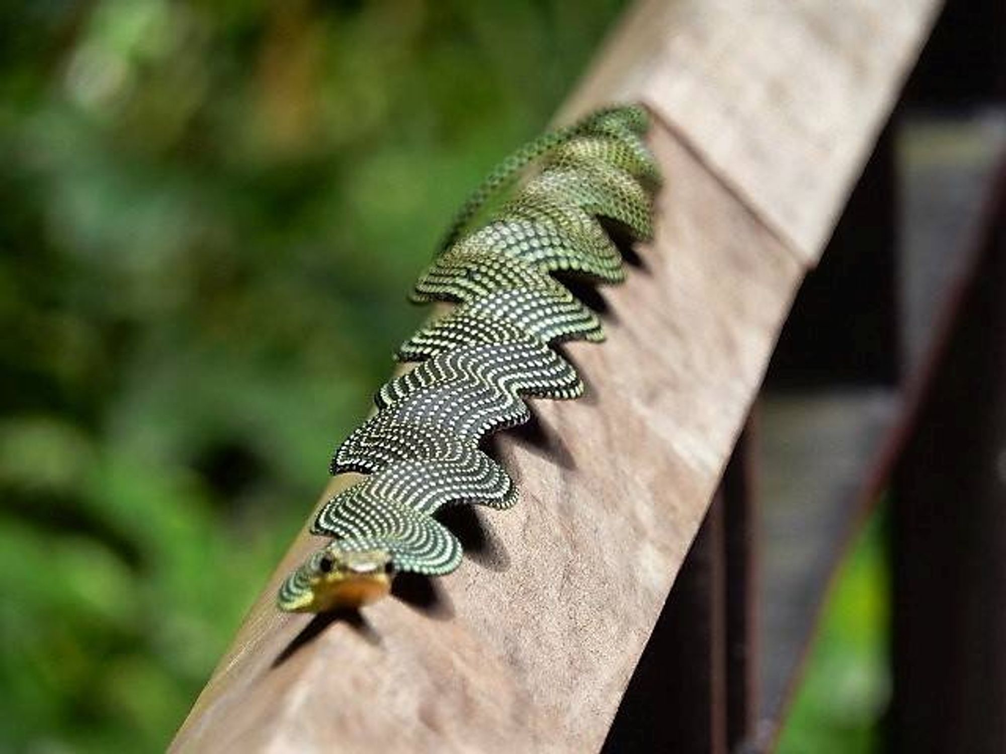 A green and white patterned snake that is flat like a pancake on what looks like a handrail.  It faces us with alert eyes.