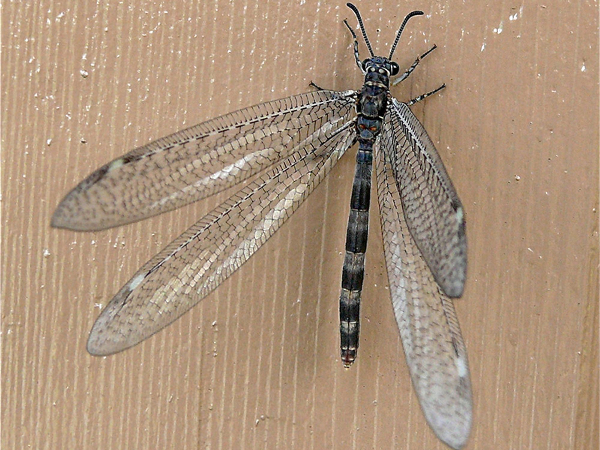 An adult antlion, looking very much like a dragonfly