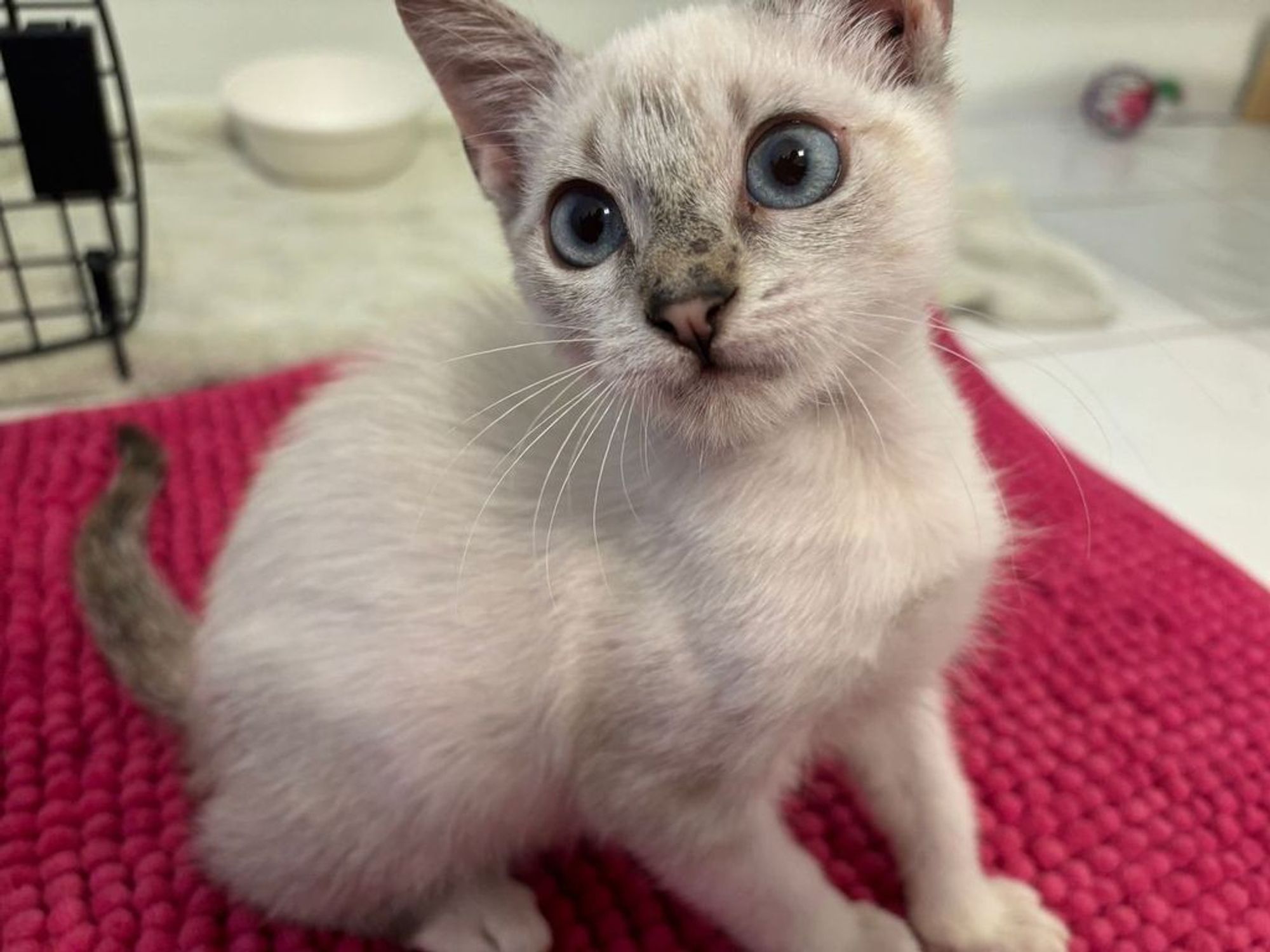 A blue eyed cat with a dirty nose, suggesting Siamese or Burmese ancestry many generations ago.  He's cream-colored, with a darker grey tail but light colored paws.  He sits on a red bath rug, behind him is a cat carrier and some toys.  The look he's giving is something between "where's a toy to play with" and "I'm about to dart off to look for a toy to play with".

Own photo.