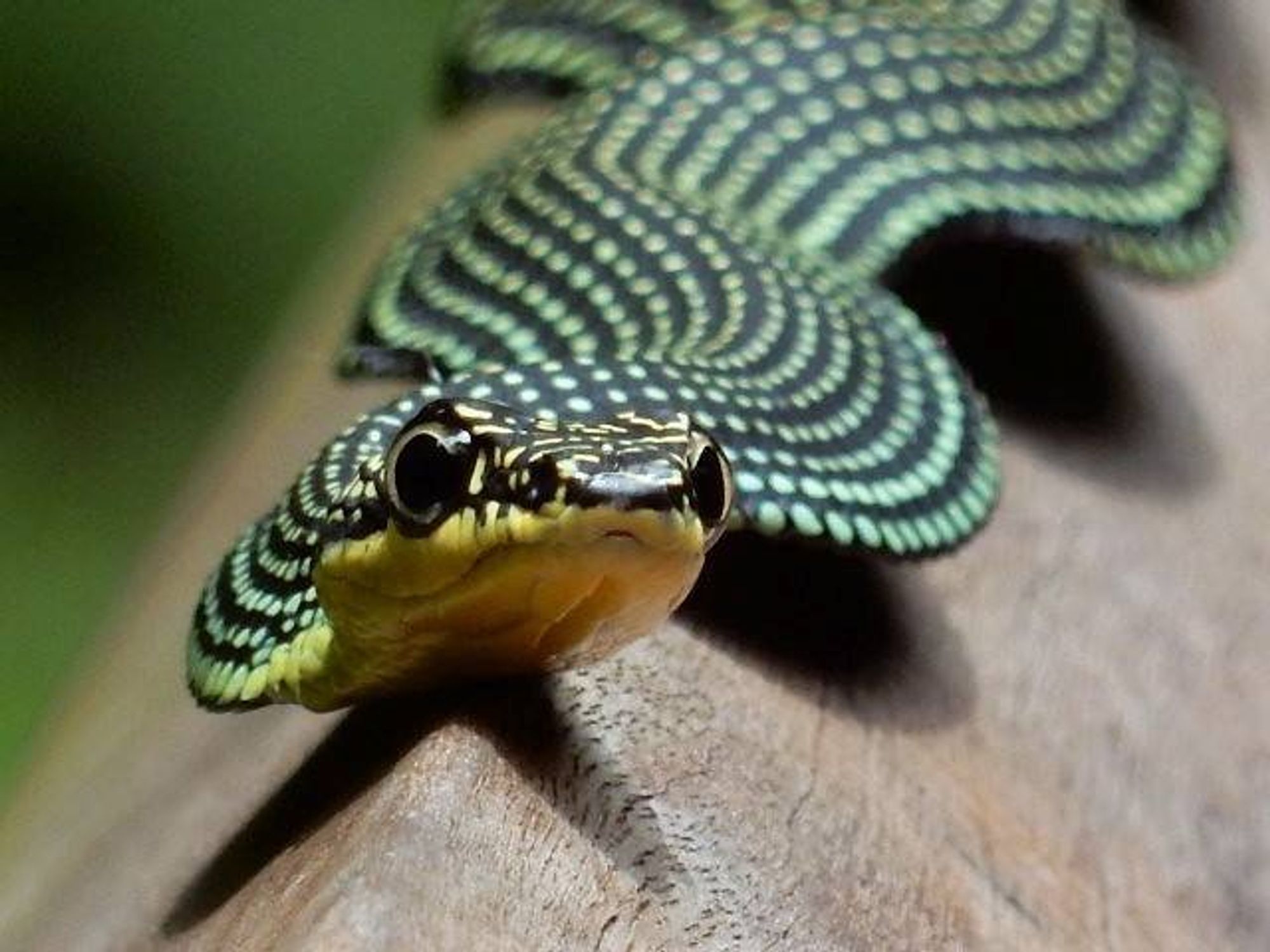 The same green and white patterned snake, but close-up on the face, showing yellow underside and dark, alert eyes.

It's adorable, as snakes go.