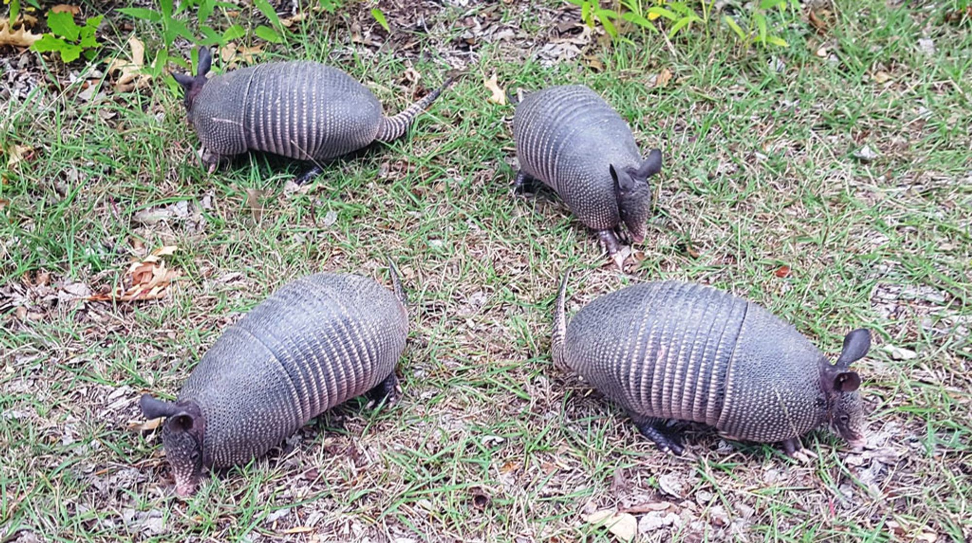 Texas State Parks posted this on the other site.  It's four identical armadillos on a grassy open area.  Each leathery armored dillo is facing a different direction.