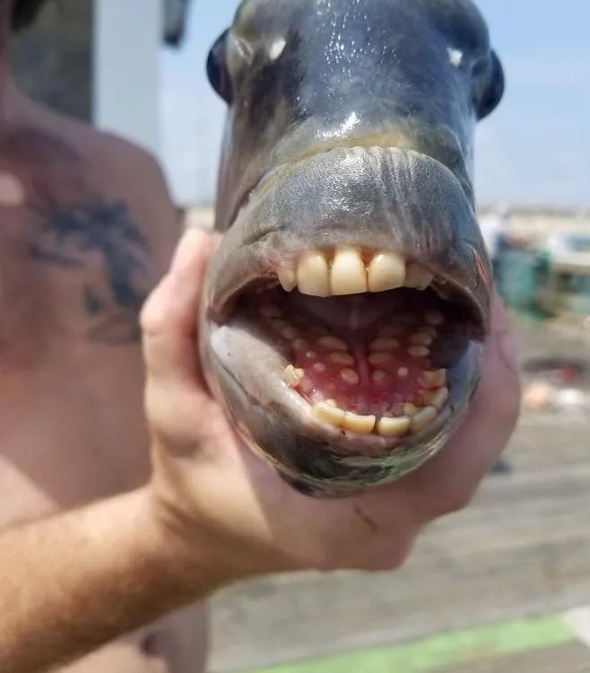 A man with a tattoo on his bare chest holds a fish in one hand.  The fish displays alarmingly human-looking teeth, with more behind the first row.  It also has a sort of 'lip tissue' that resembles a sheep.  The eyes bulge from the sides of the head.

The coastal critter was dubbed the sheepshead fish for the way its mouth resembles the muzzle of a sheep. 

CREDIT:  Jennette's Pier via Facebook