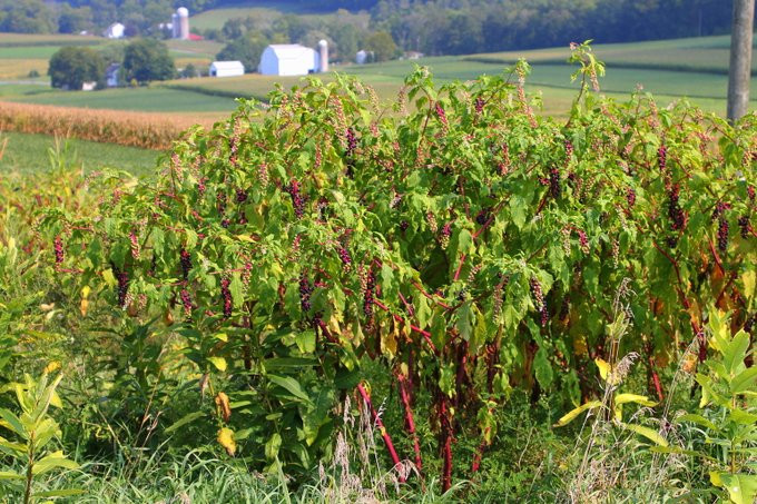 Pokeweed bush in Northumberland County, Pennsylvania.  It's a green shrubby plant with red shoots and purple fruits in long clusters.  In the background is a farm with silo and barn.
CREDIT:  Jakec, Wikimedia