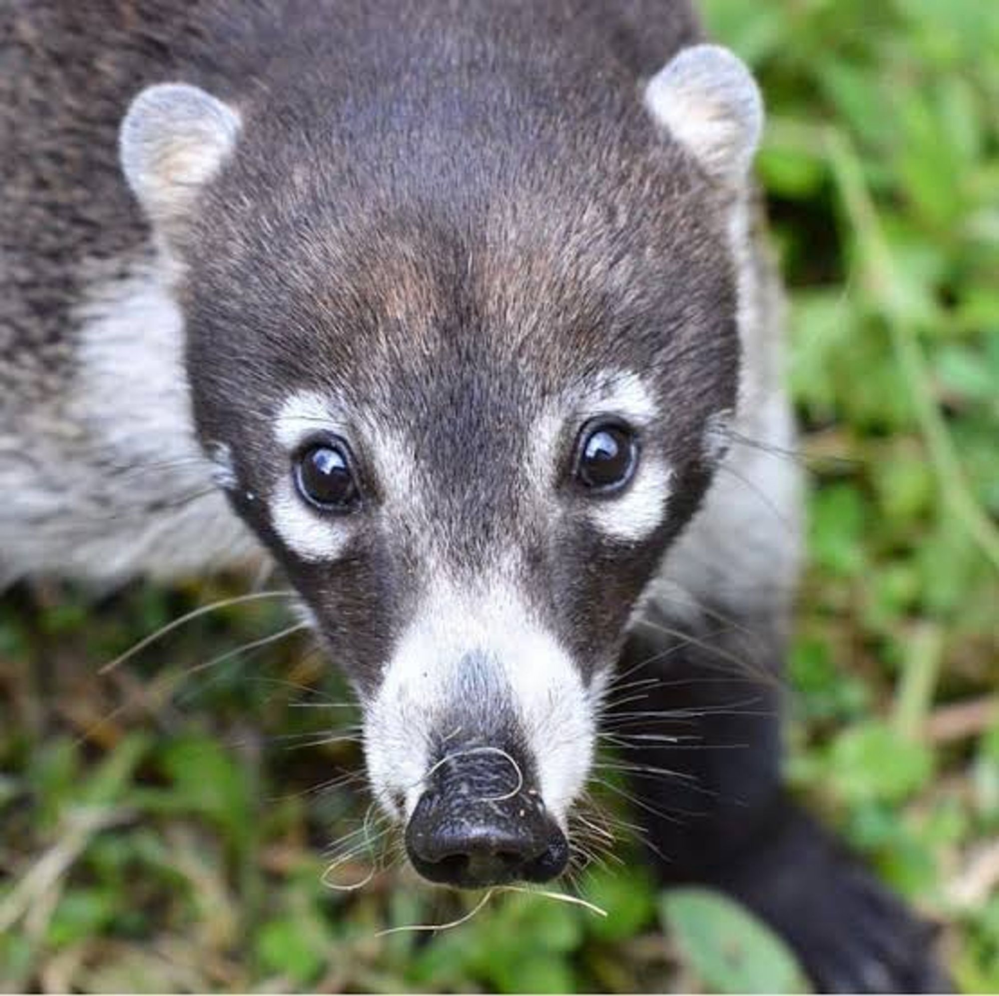 A racoon-like animal with fuzzy whiskers, shiny dark eyes, and a longer pig-like snout.  It's grey with white "mask" and nose, darker paws.

"Cousin to the familiar raccoon, White Nosed Coatis (Nasua Narica) are a common type of mammal that’s found throughout all of Costa Rica, and it’s a fan favorite here at Cloudbridge Nature Reserve. Most often, these (fat) house-cat sized animals are seen either foraging around the forest, or climbing trees in search of delicious fruits and insects (sometimes, they may try and invade our compost and cheat their way to a meal). Many times, such a charismatic animal may be overlooked, as it’s initial behavior  doesn’t seem to be anything too special. How can an animal that looks so similar to a raccoon really be that unique? However, the more we learn about coatis, the more we’ve discovered how complex their lifestyles are."