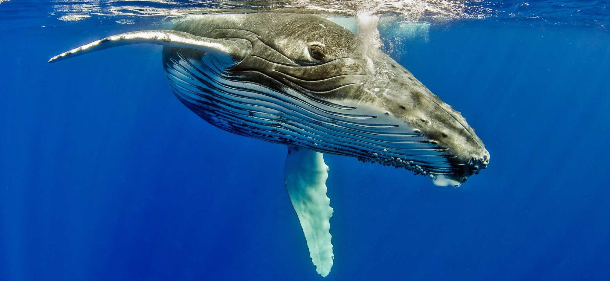 A photo of a humpback whale, eye to the camera, just under the surface of blue water, with sunbeams streaming down.  It has ridged skin that is cream colored with darker grey dorsal skin.

Taken from Marine Mammal Center website, where it is uncredited.